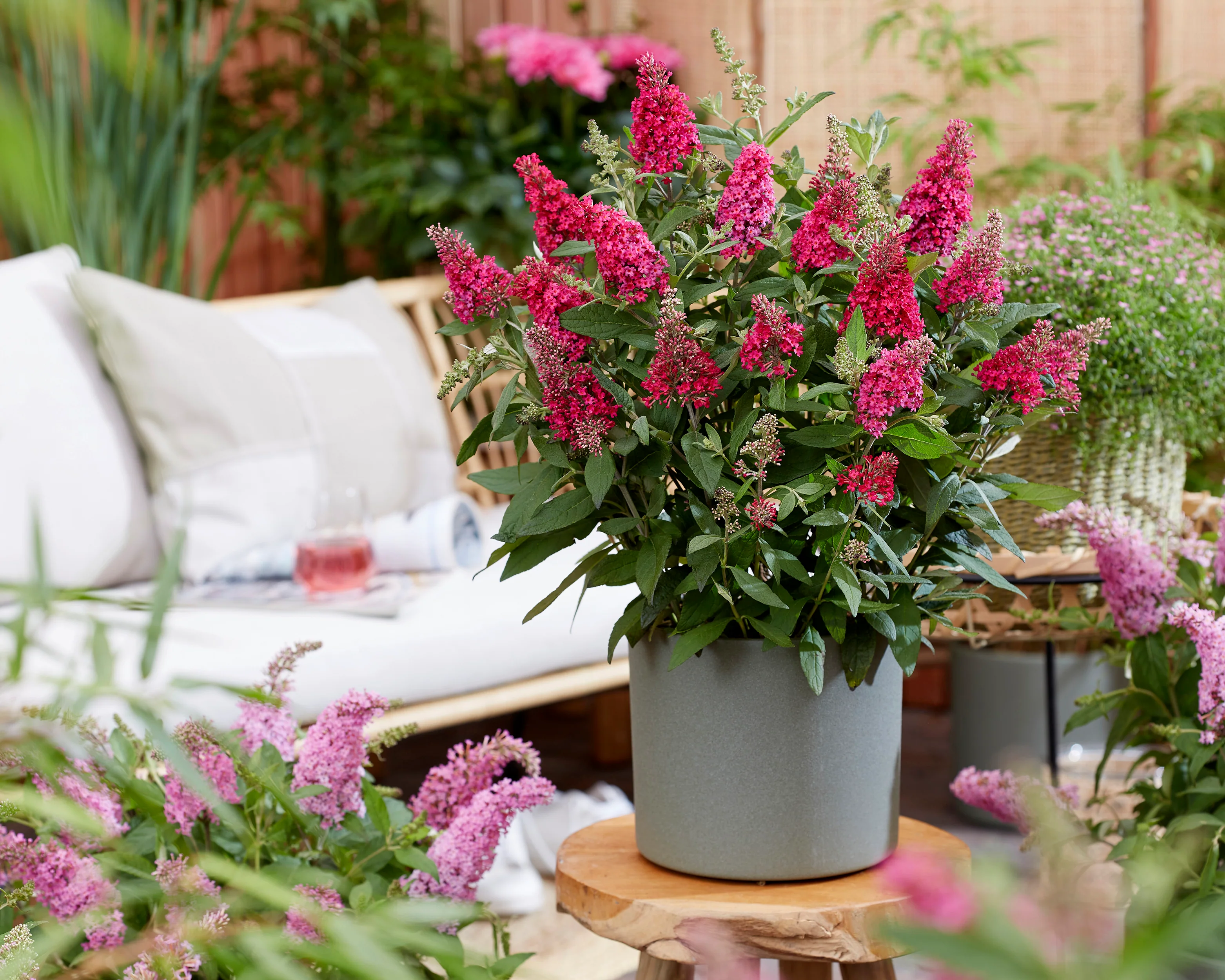 Buddleja 'Little Ruby' - Image 12