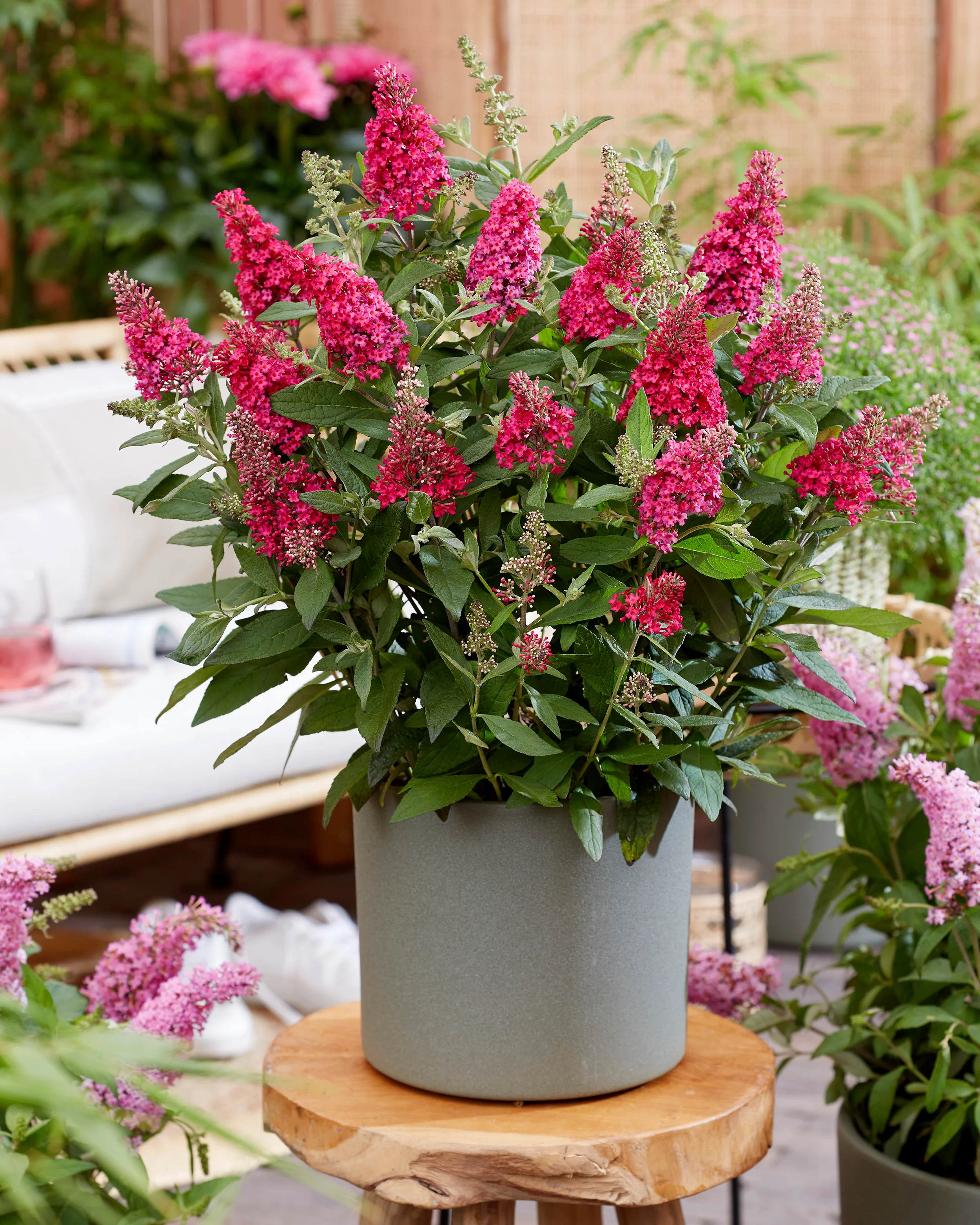 Buddleja 'Little Ruby' - Image 5