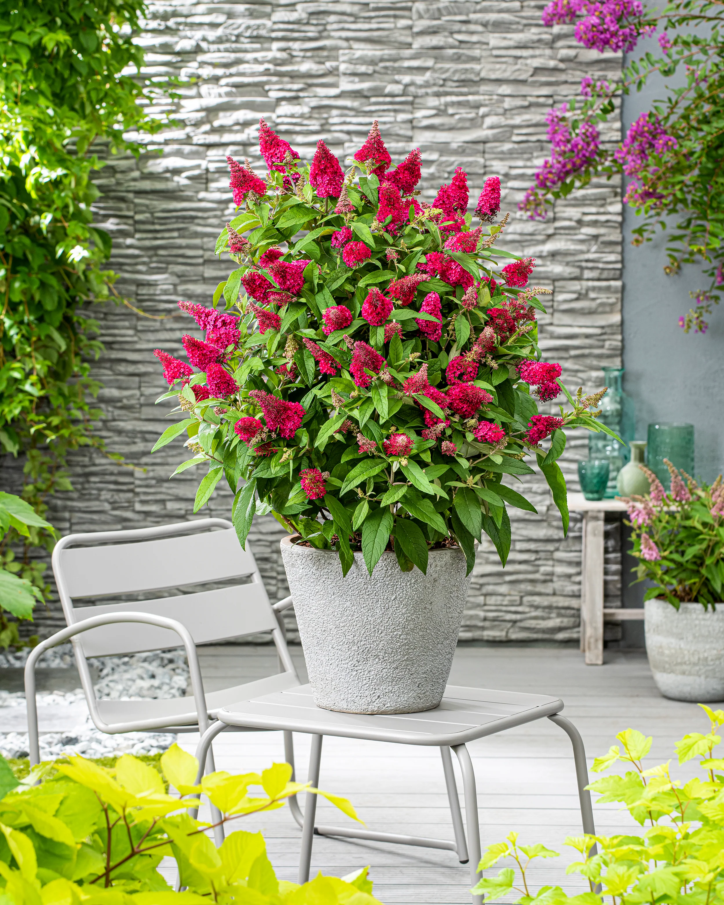 Buddleja 'Little Ruby' - Image 7