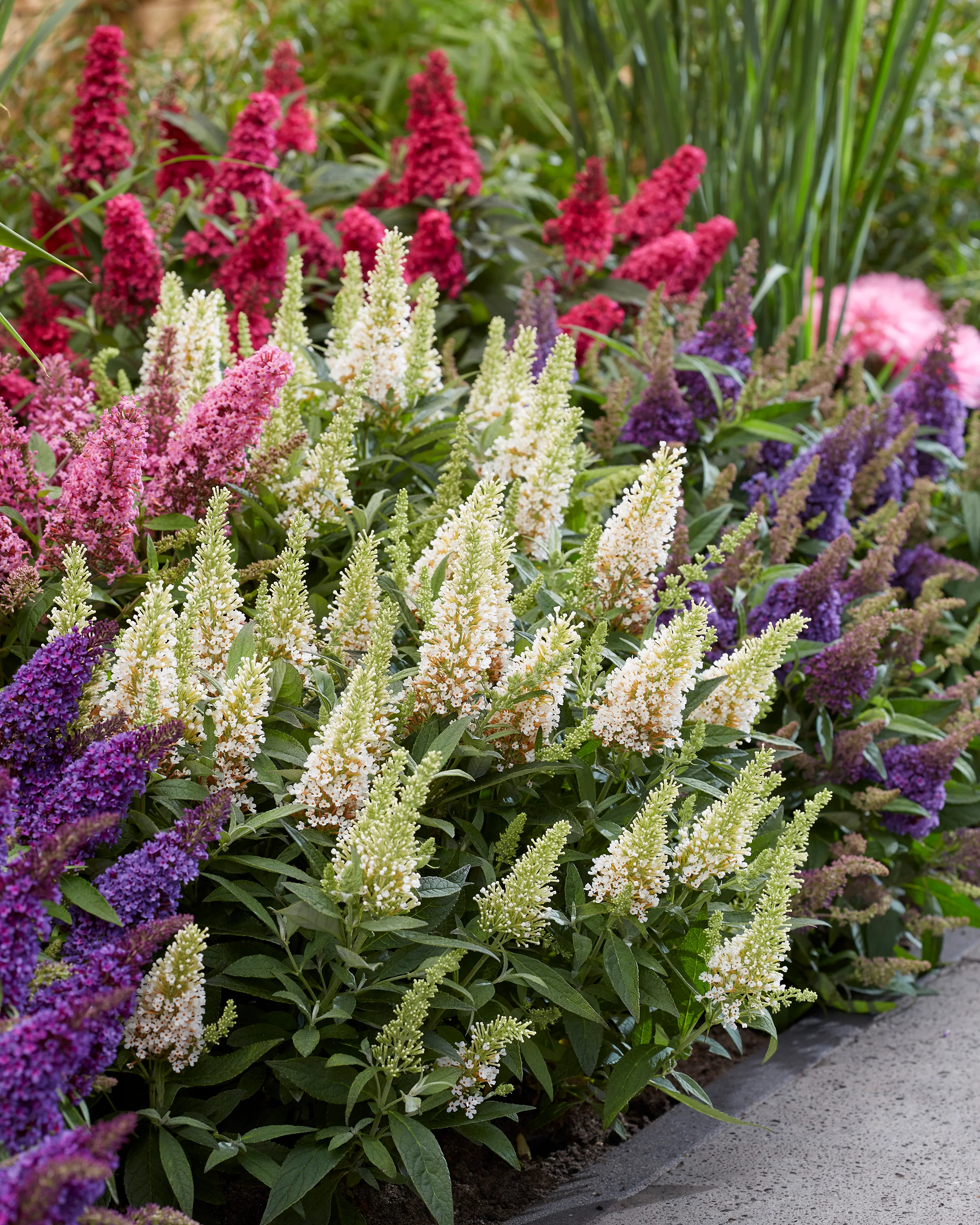 Buddleja 'Little White' - Image 3