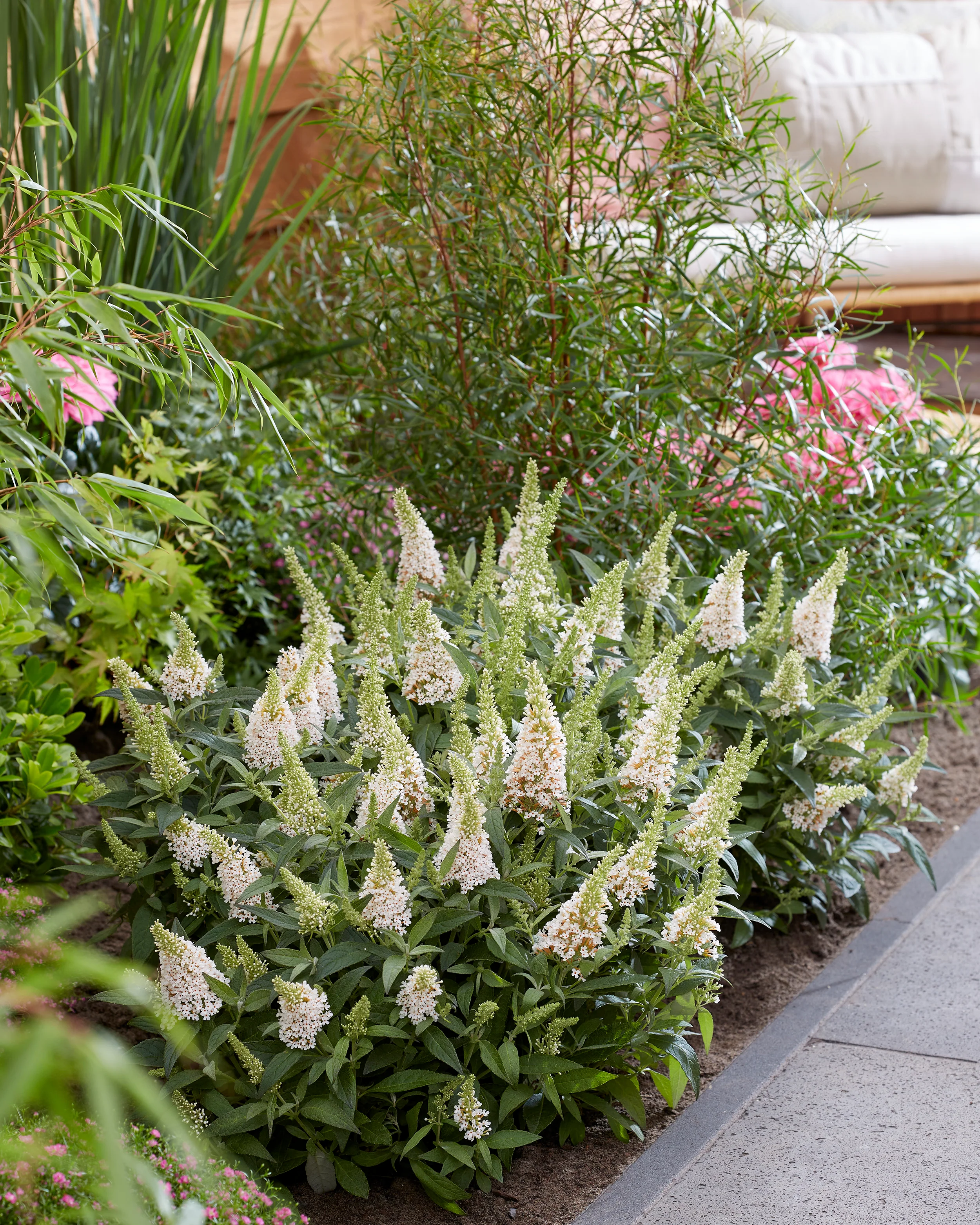Buddleja 'Little White' - Image 7