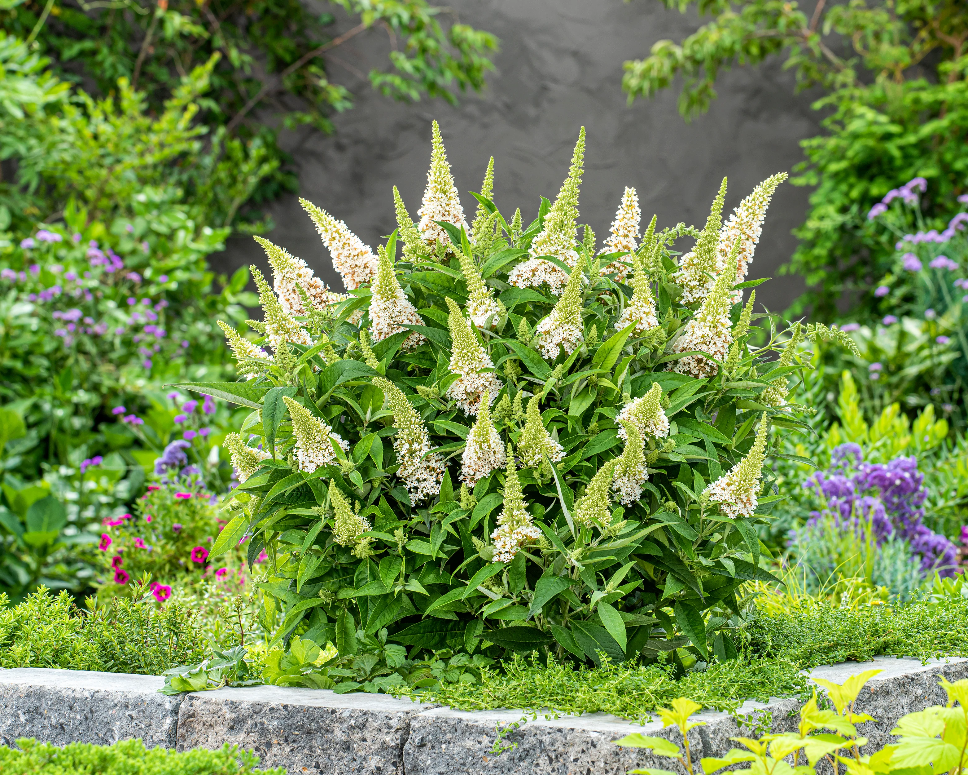 Buddleja 'Little White' - Image 9