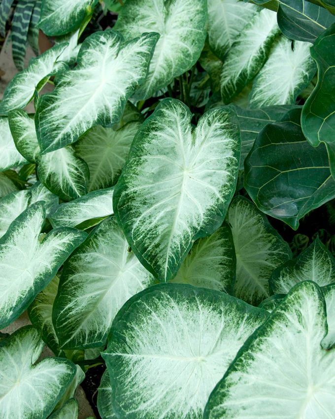 Caladium 'Aaron' - Image 2