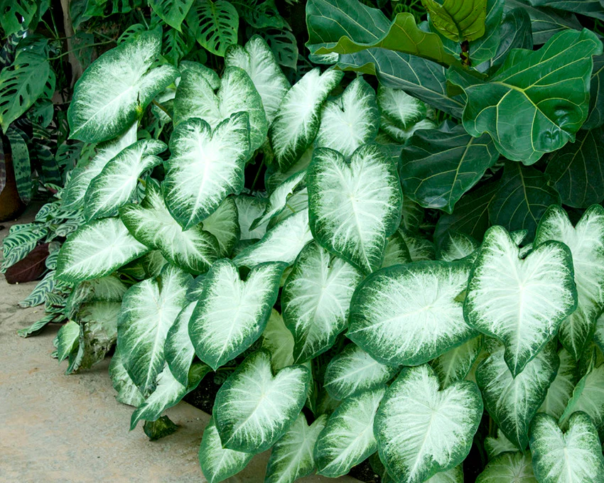 Caladium 'Aaron' - Image 4
