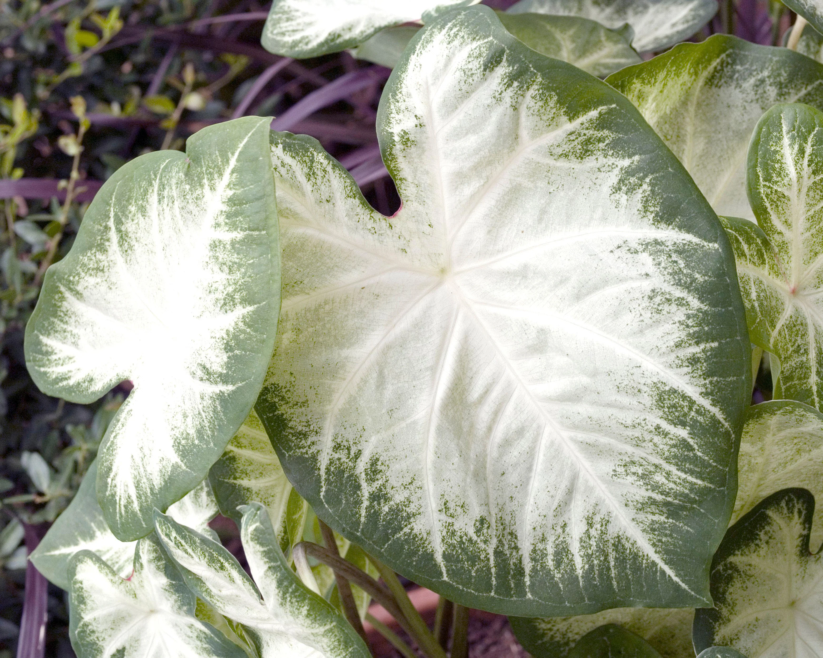 Caladium 'Aaron' - Image 5