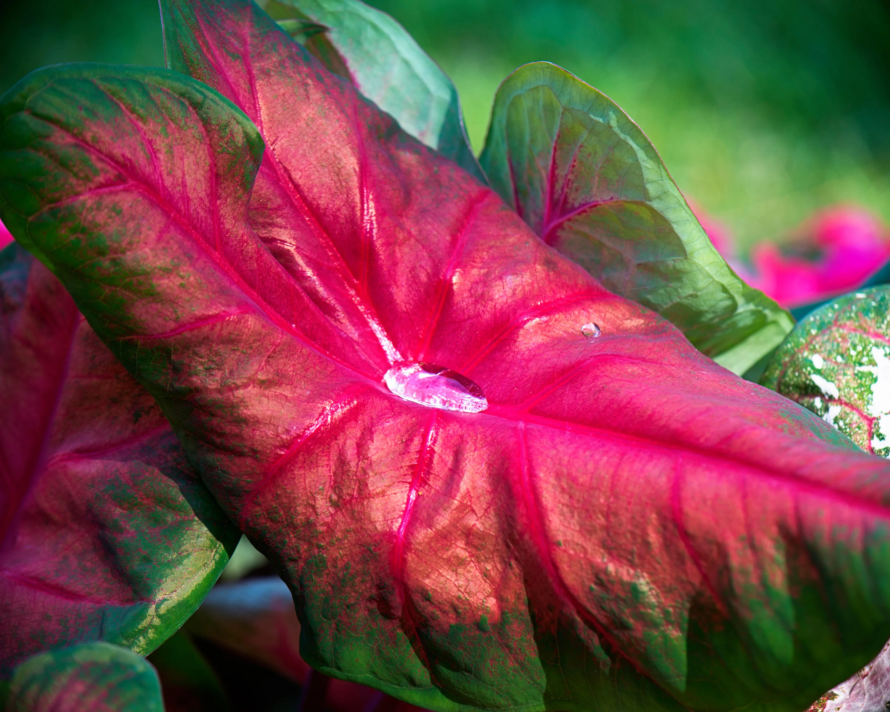 Caladium 'Brandywine' - Image 2