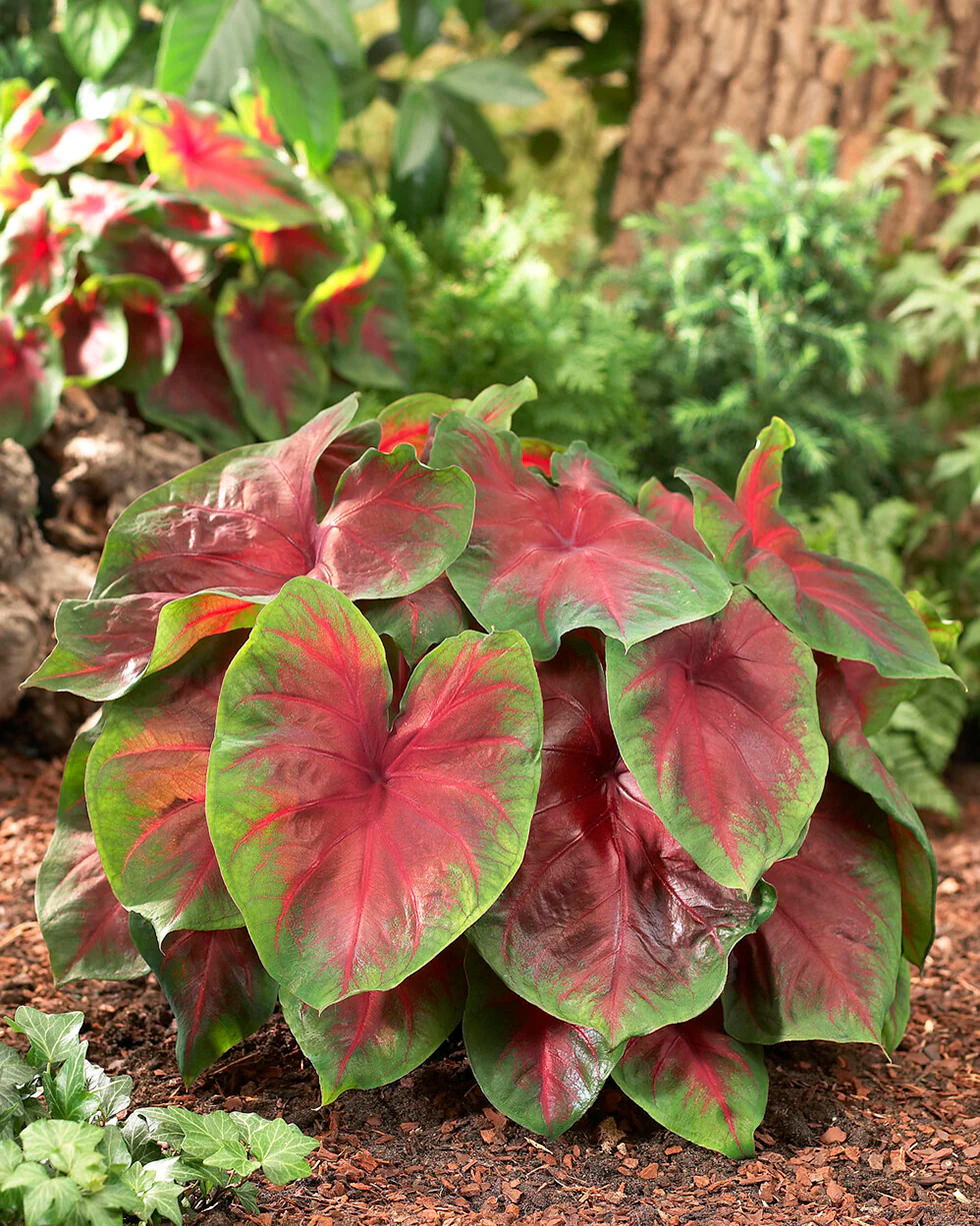 Caladium 'Buck' - Image 2