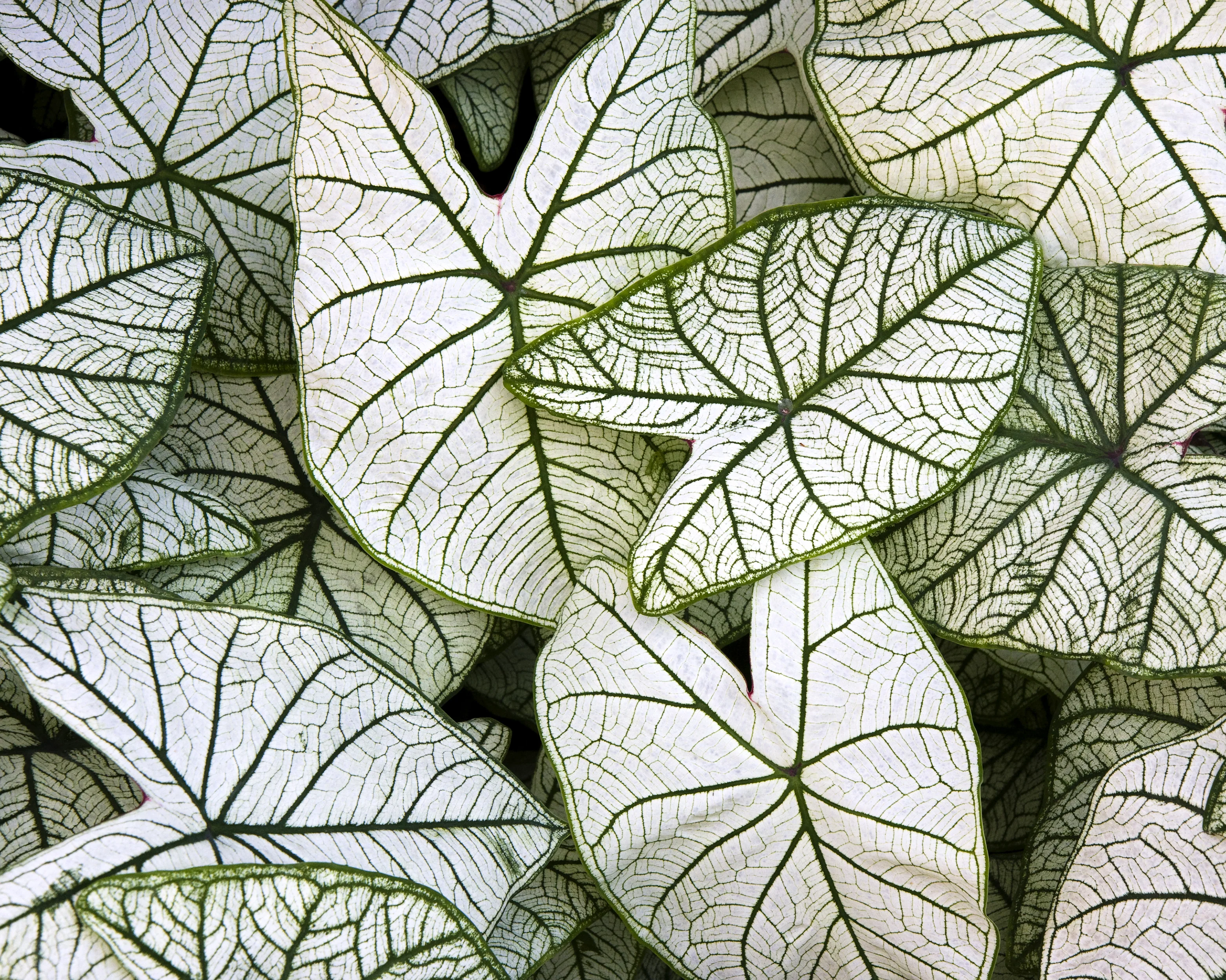 Caladium 'Candidum' - Image 3