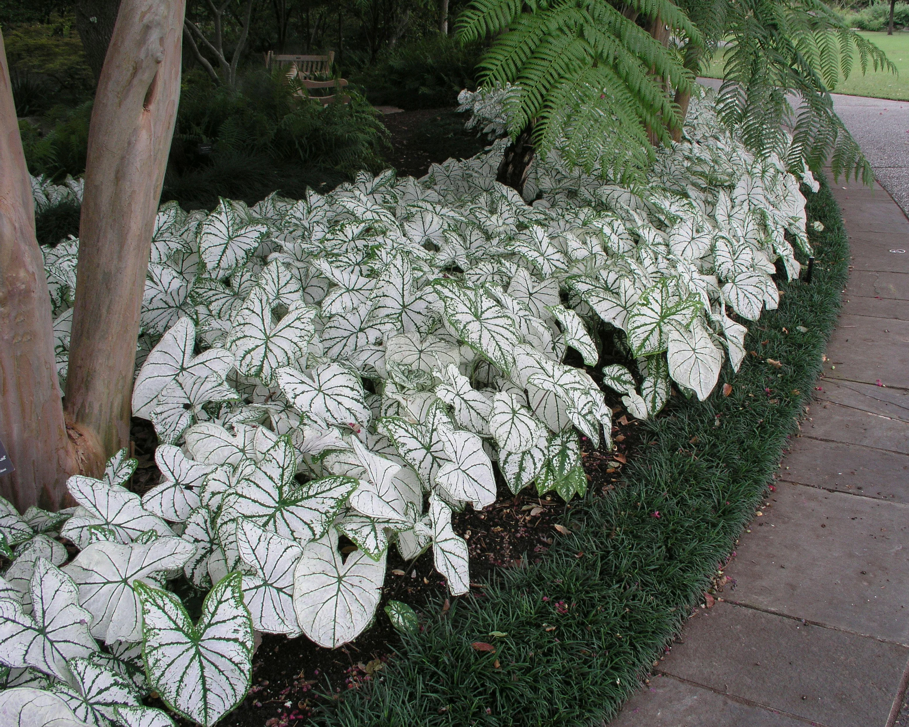 Caladium 'Candidum' - Image 5