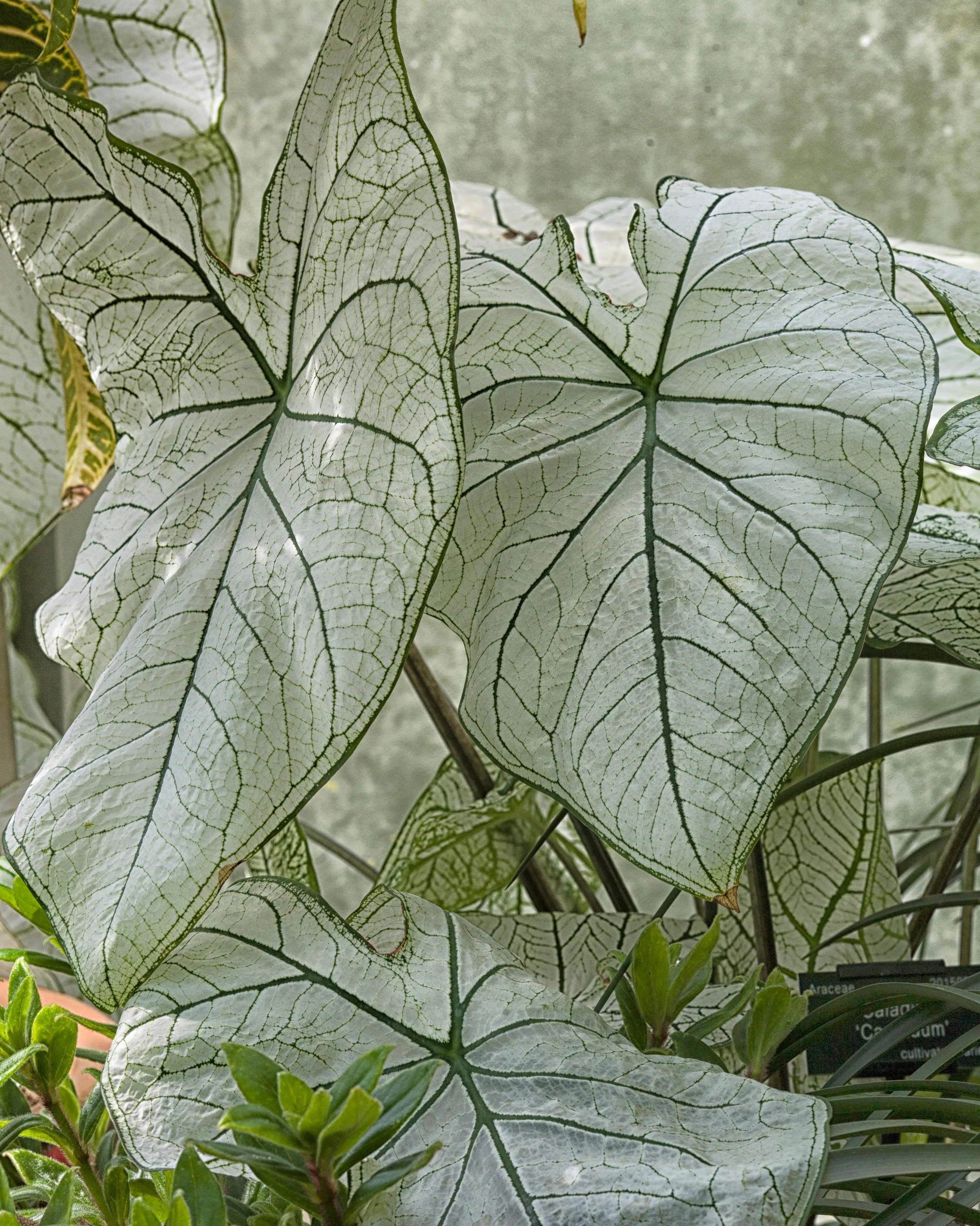 Caladium 'Candidum' - Image 6