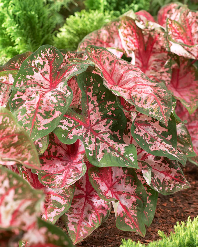 Caladium 'Carolyn Whorton' - Image 6