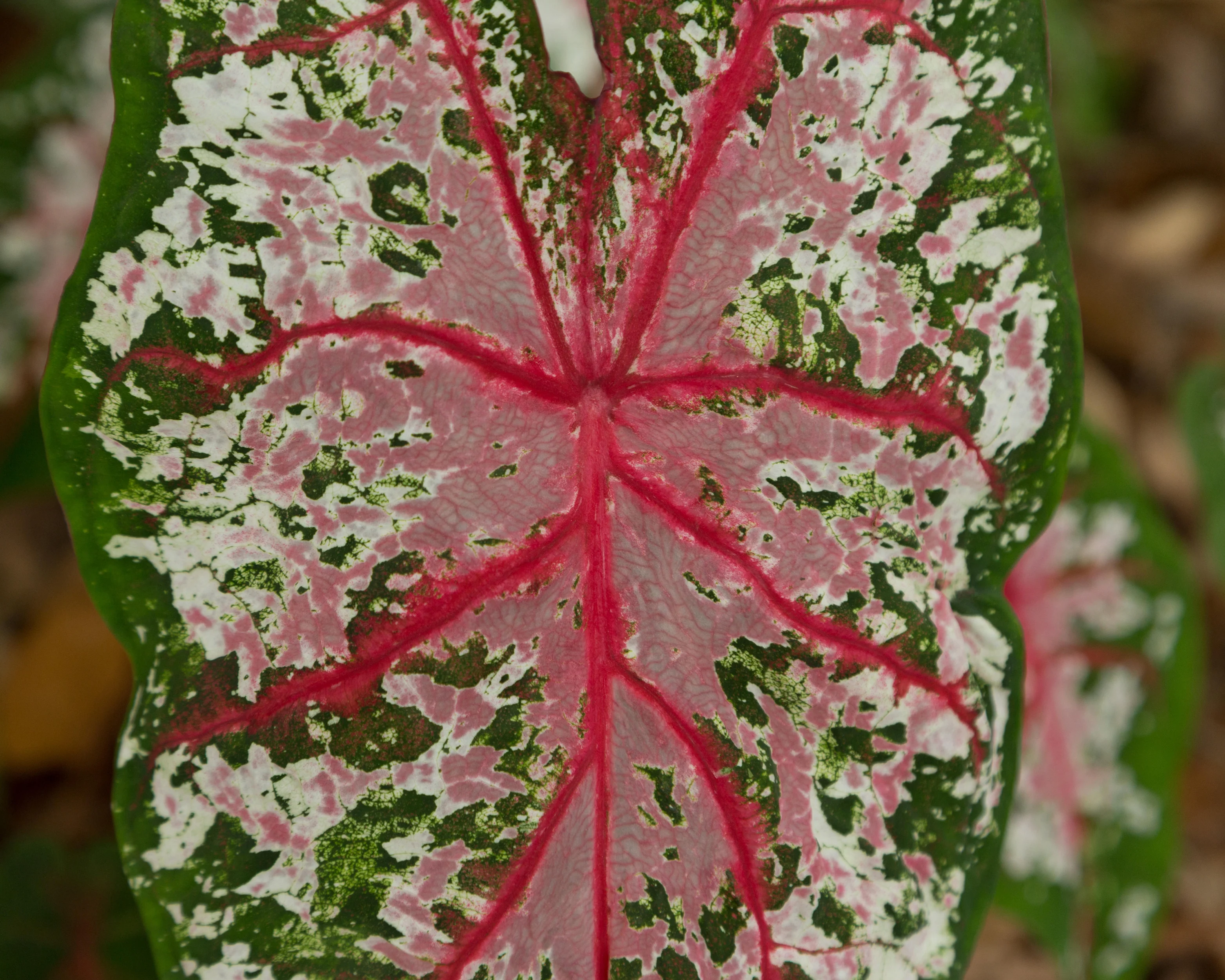 Caladium 'Carolyn Whorton' - Image 8
