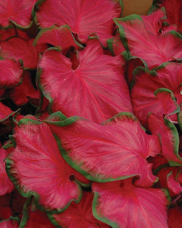 Caladium 'Cherry Tart'
