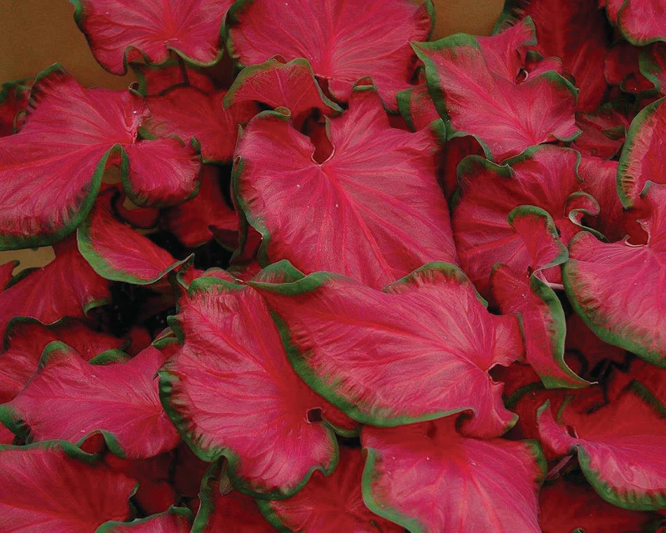 Caladium 'Cherry Tart' - Image 2