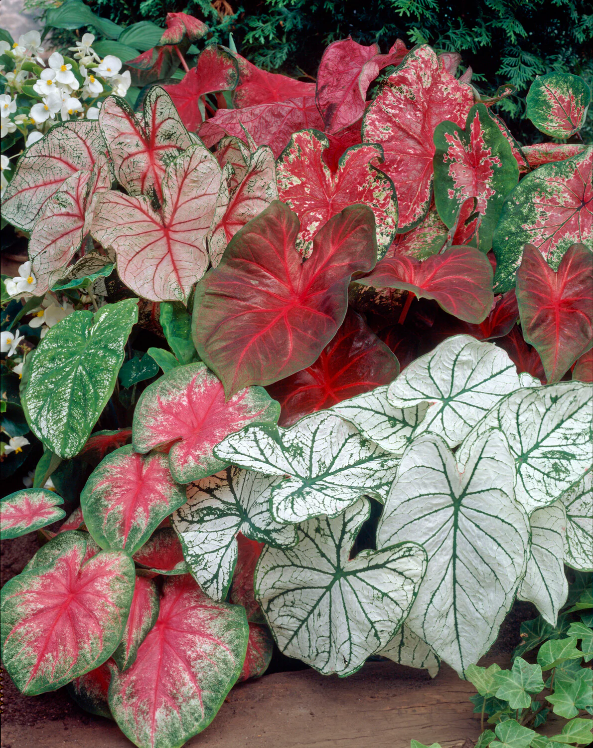 Caladium 'Fancy Mix' - Image 2