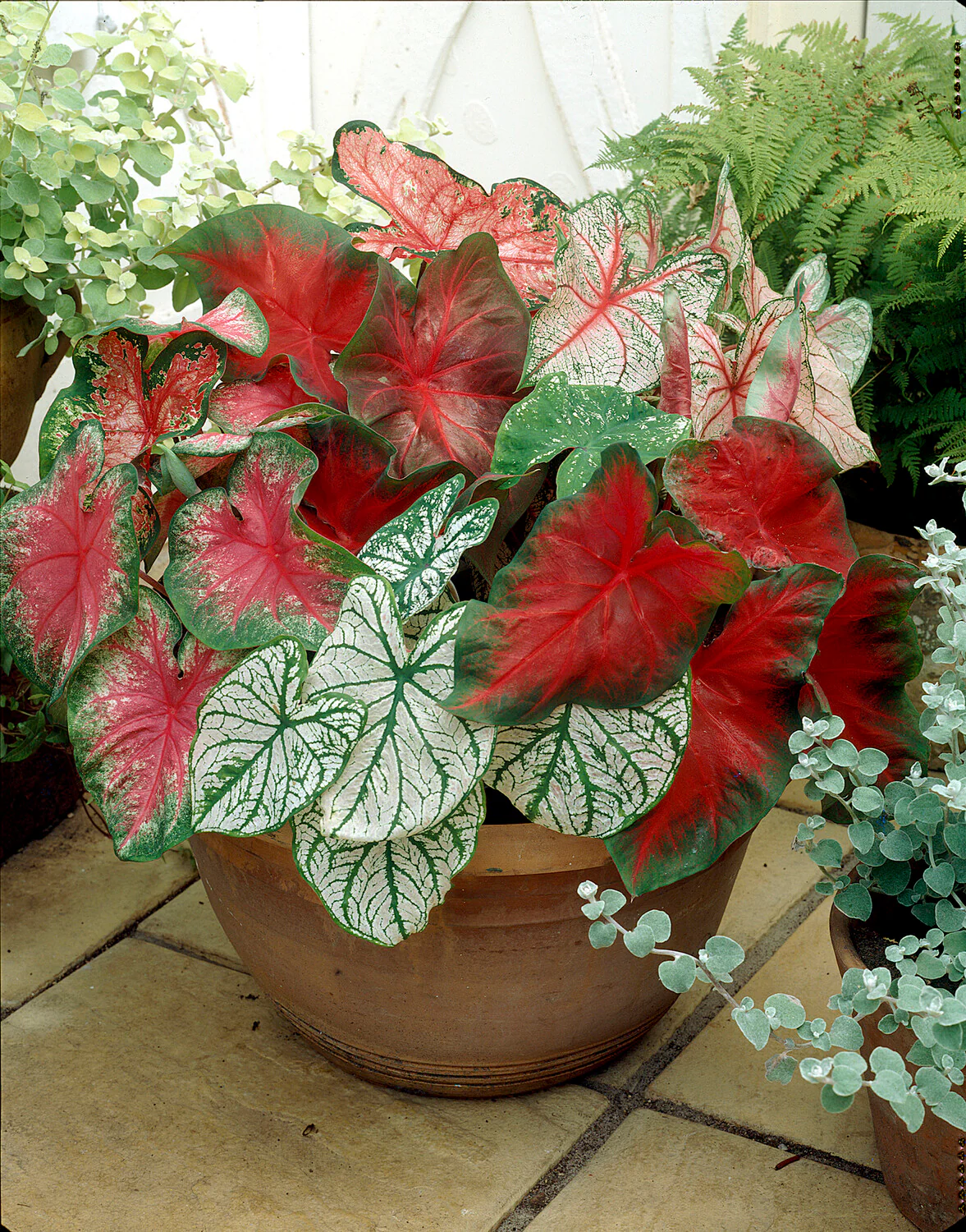 Caladium 'Fancy Mix' - Image 3