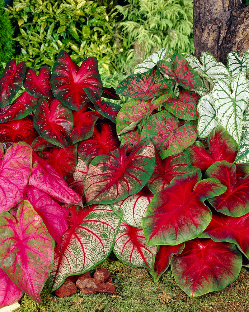 Caladium 'Fancy Mix' - Image 6