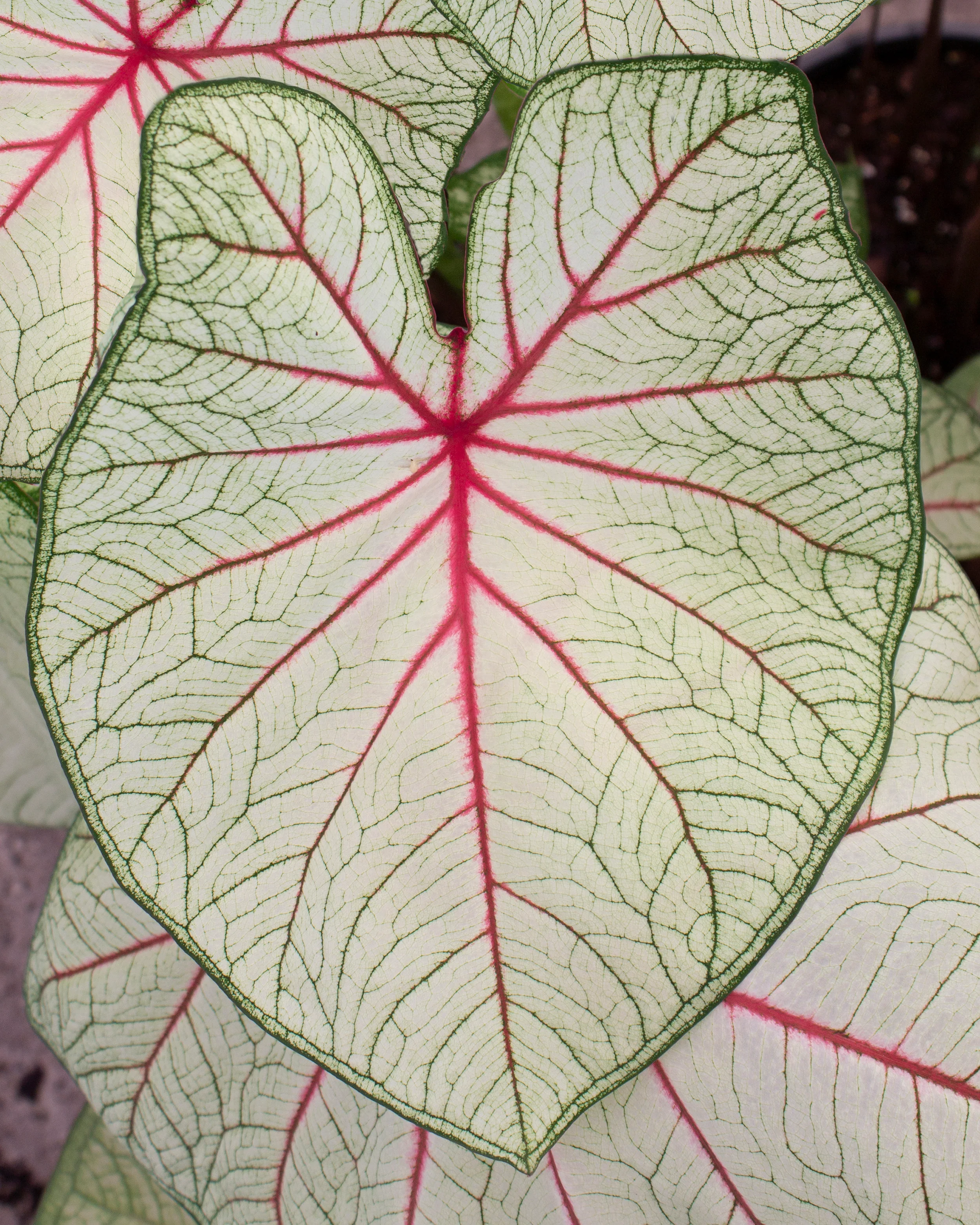 Caladium 'Fantasy' - Image 2
