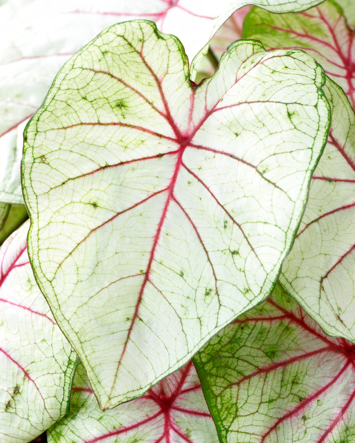 Caladium 'Fantasy' - Image 3