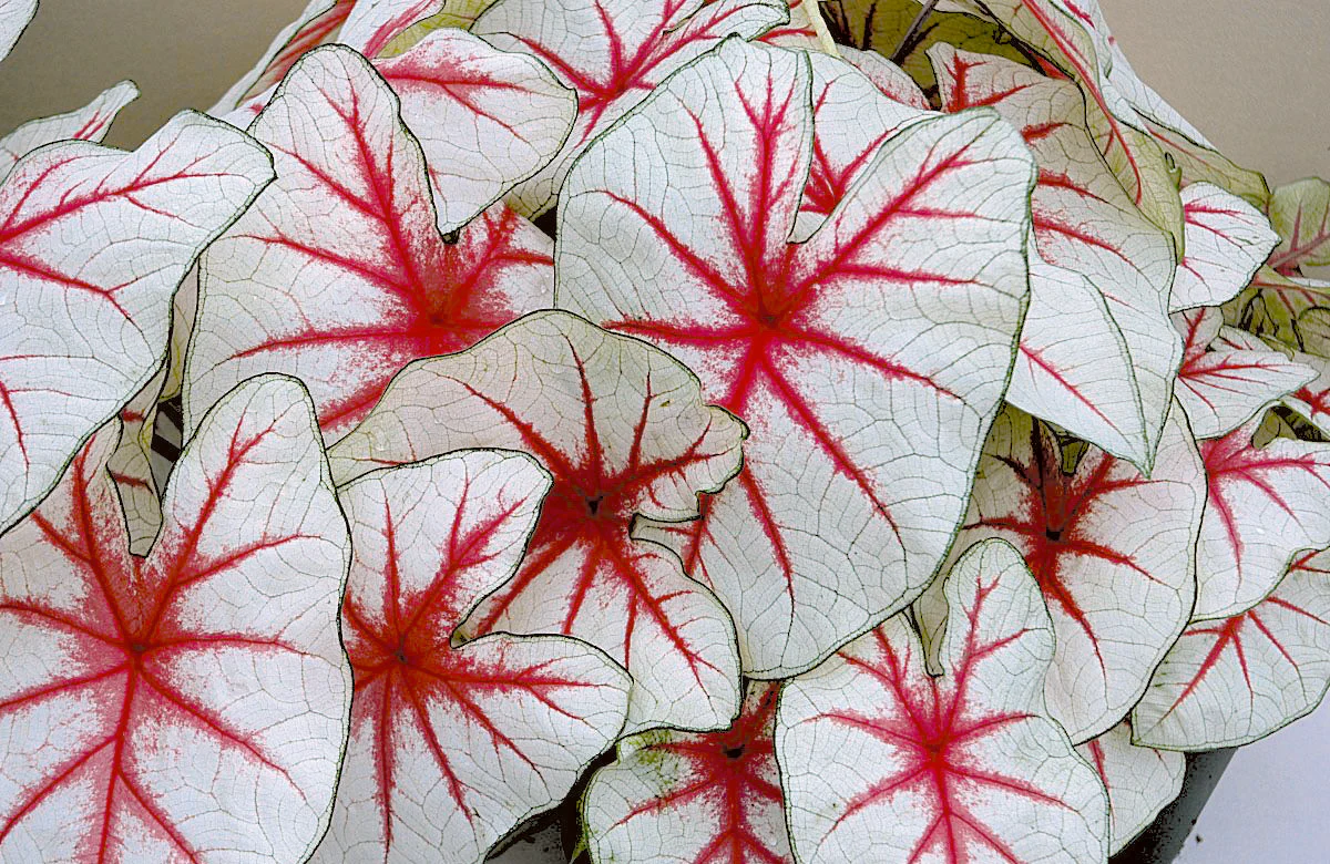 Caladium 'Fiesta' - Image 2