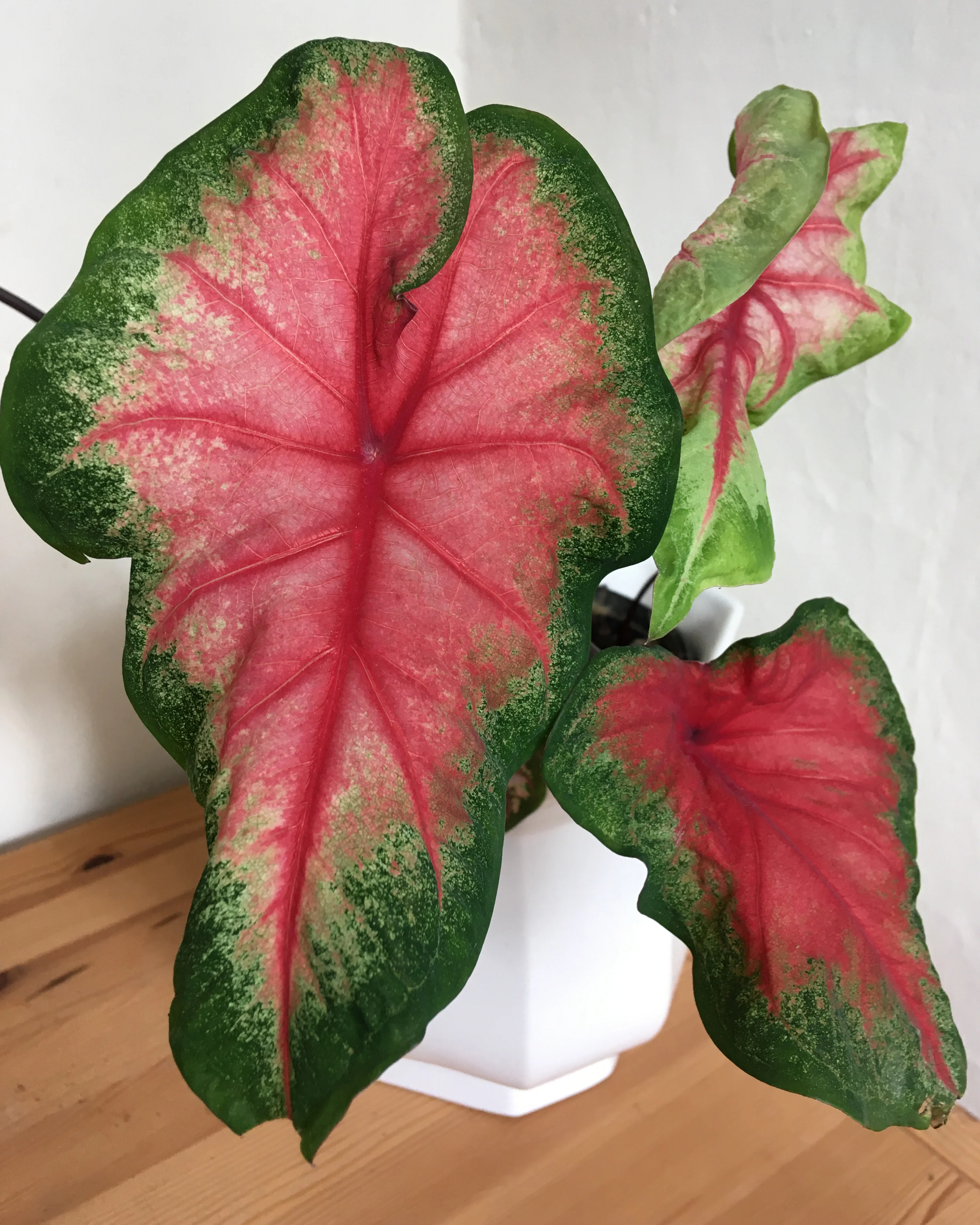 Caladium 'Freida Hemple' - Image 5