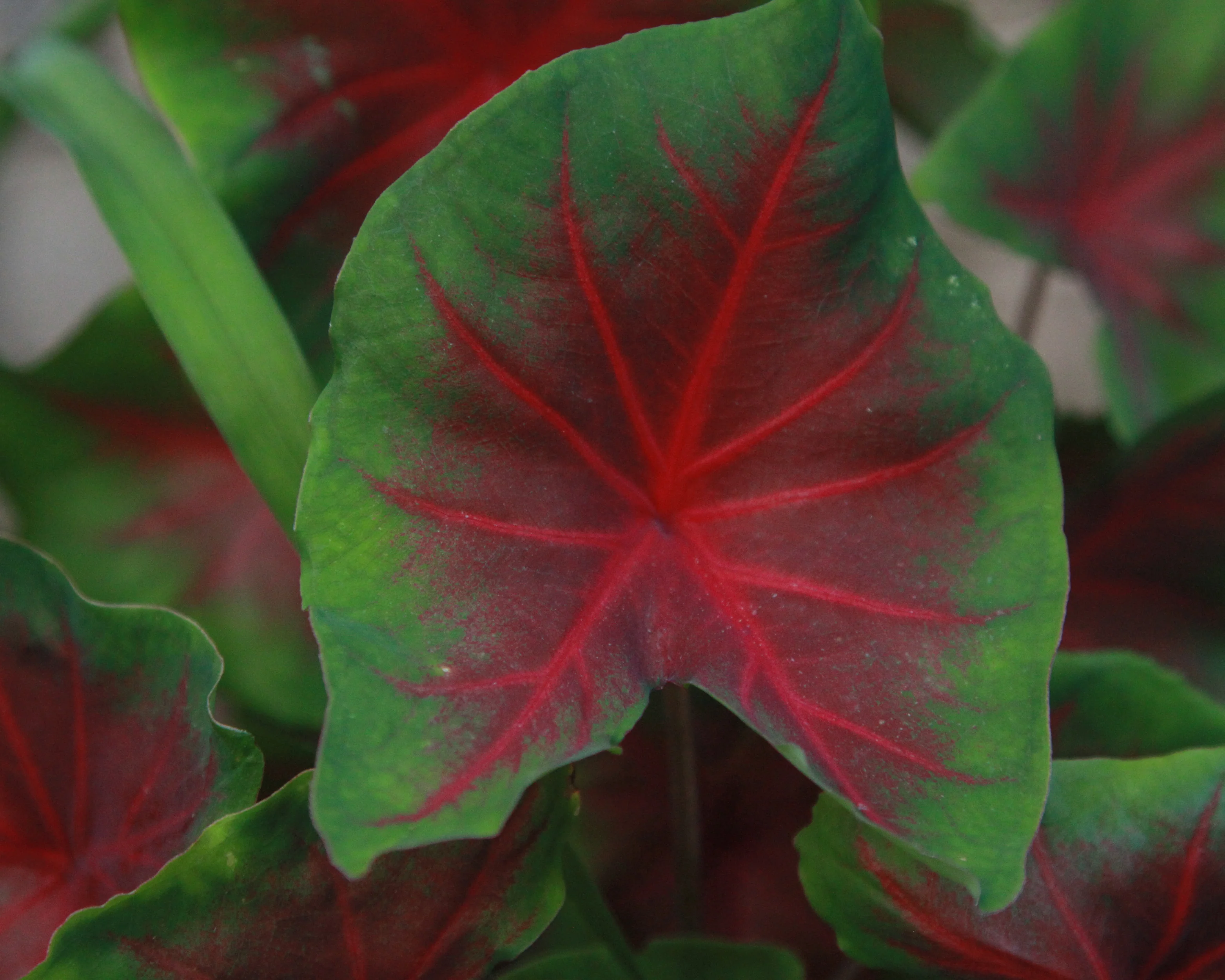 Caladium 'Freida Hemple' - Image 6