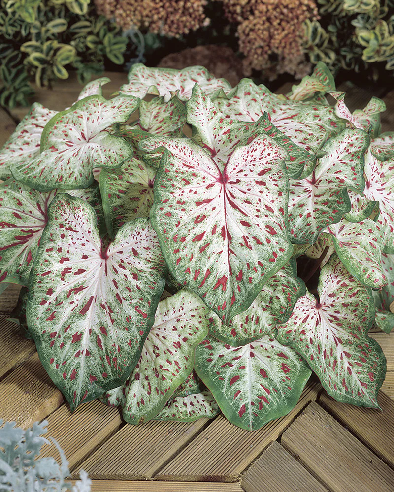 Caladium 'Gingerland' - Image 2