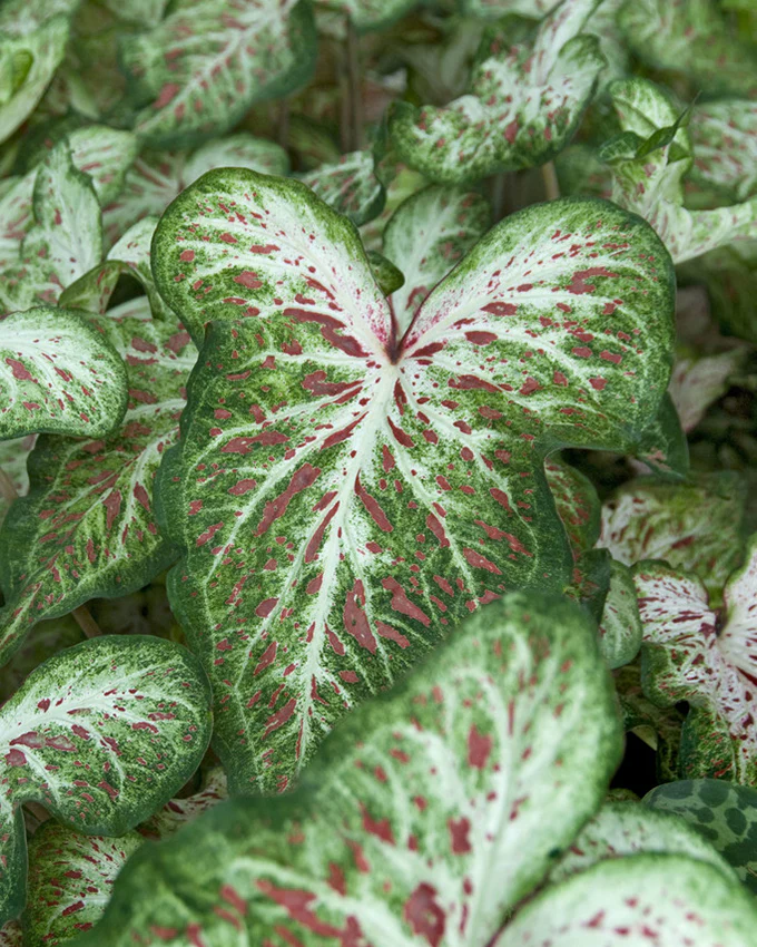Caladium 'Gingerland' - Image 4
