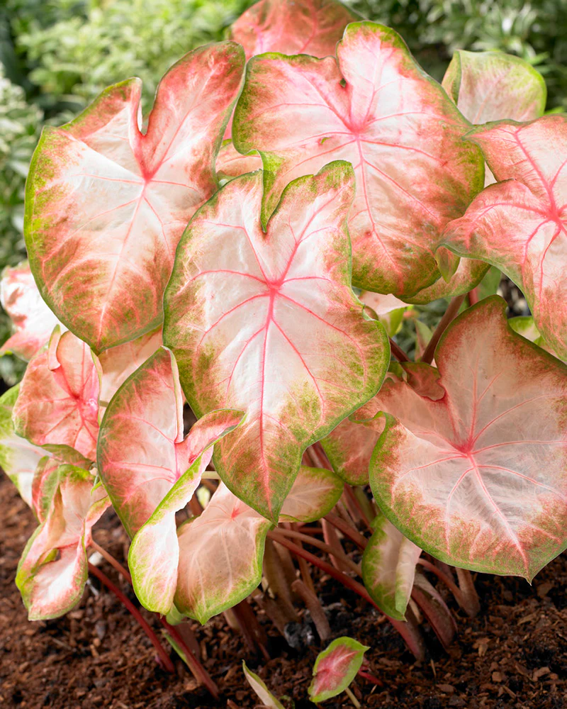 Caladium 'Kathleen' - Image 2