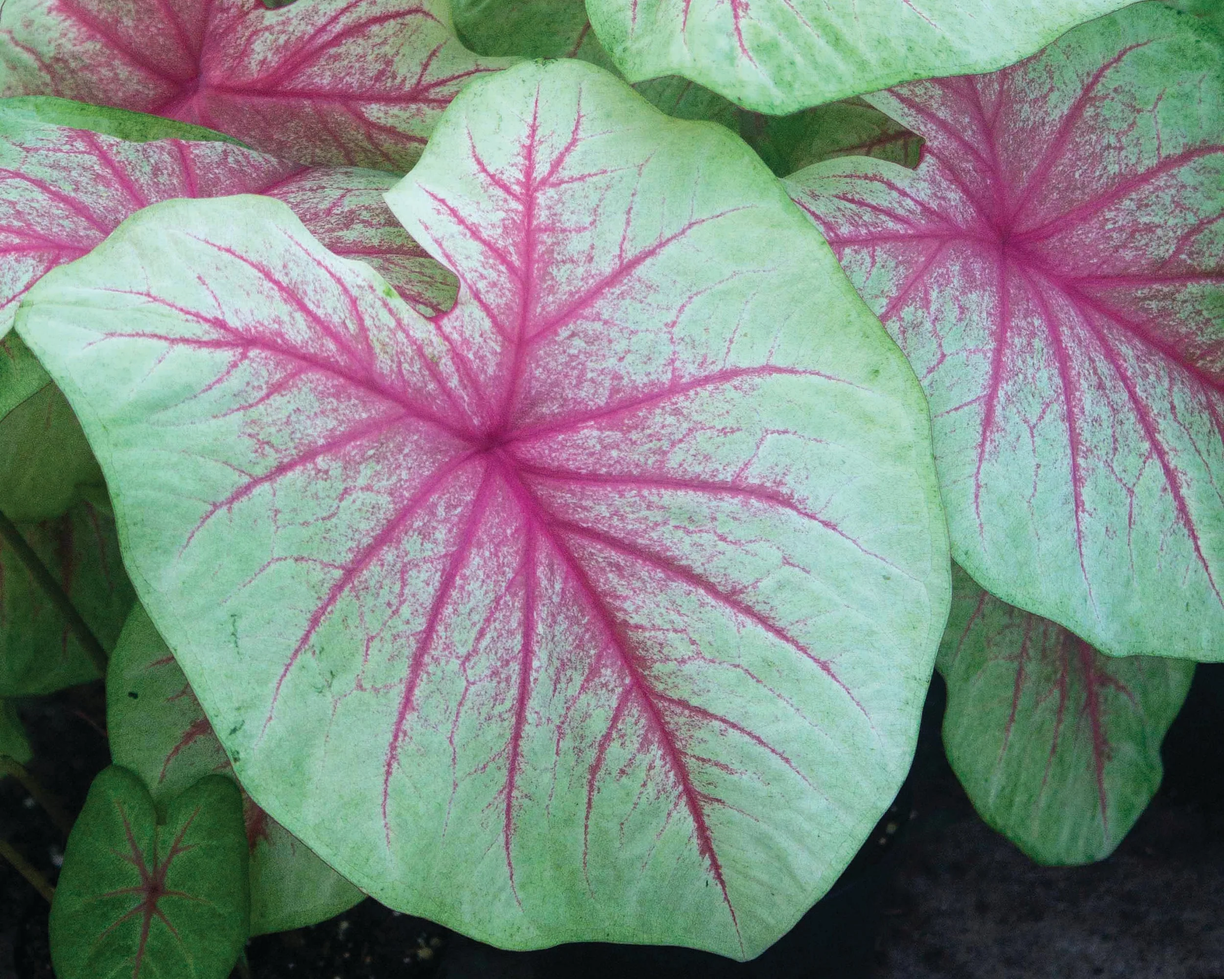 Caladium 'Mint Julep' - Image 2