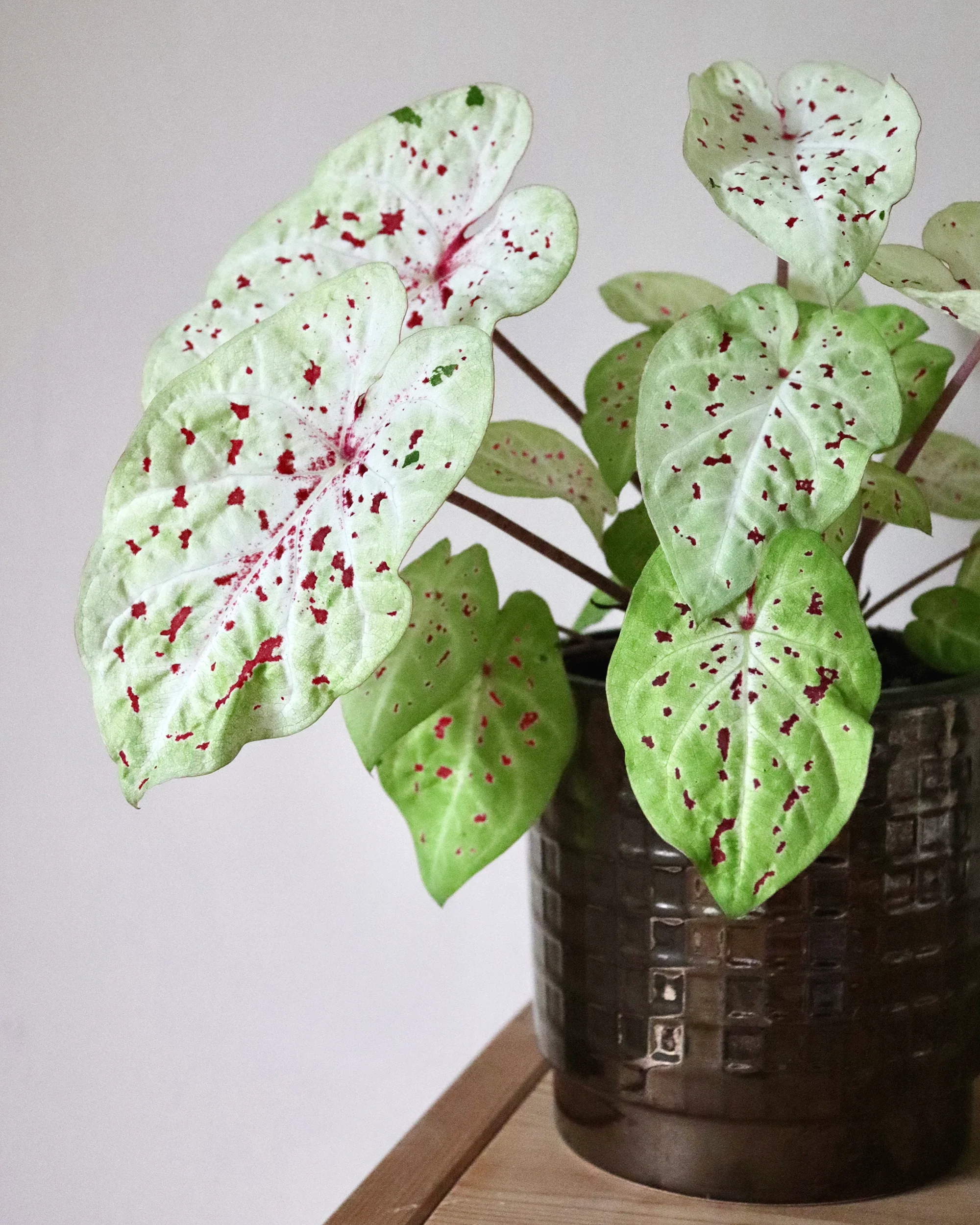 Caladium 'Miss Muffet' - Image 3