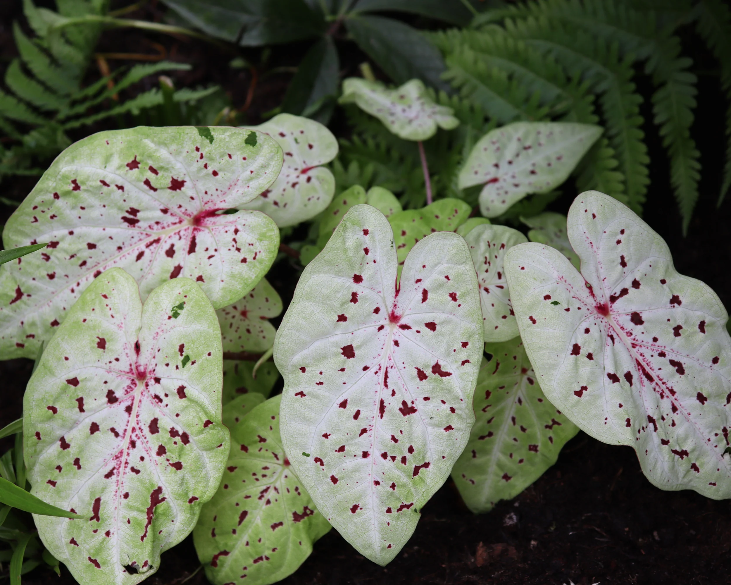 Caladium 'Miss Muffet' - Image 4