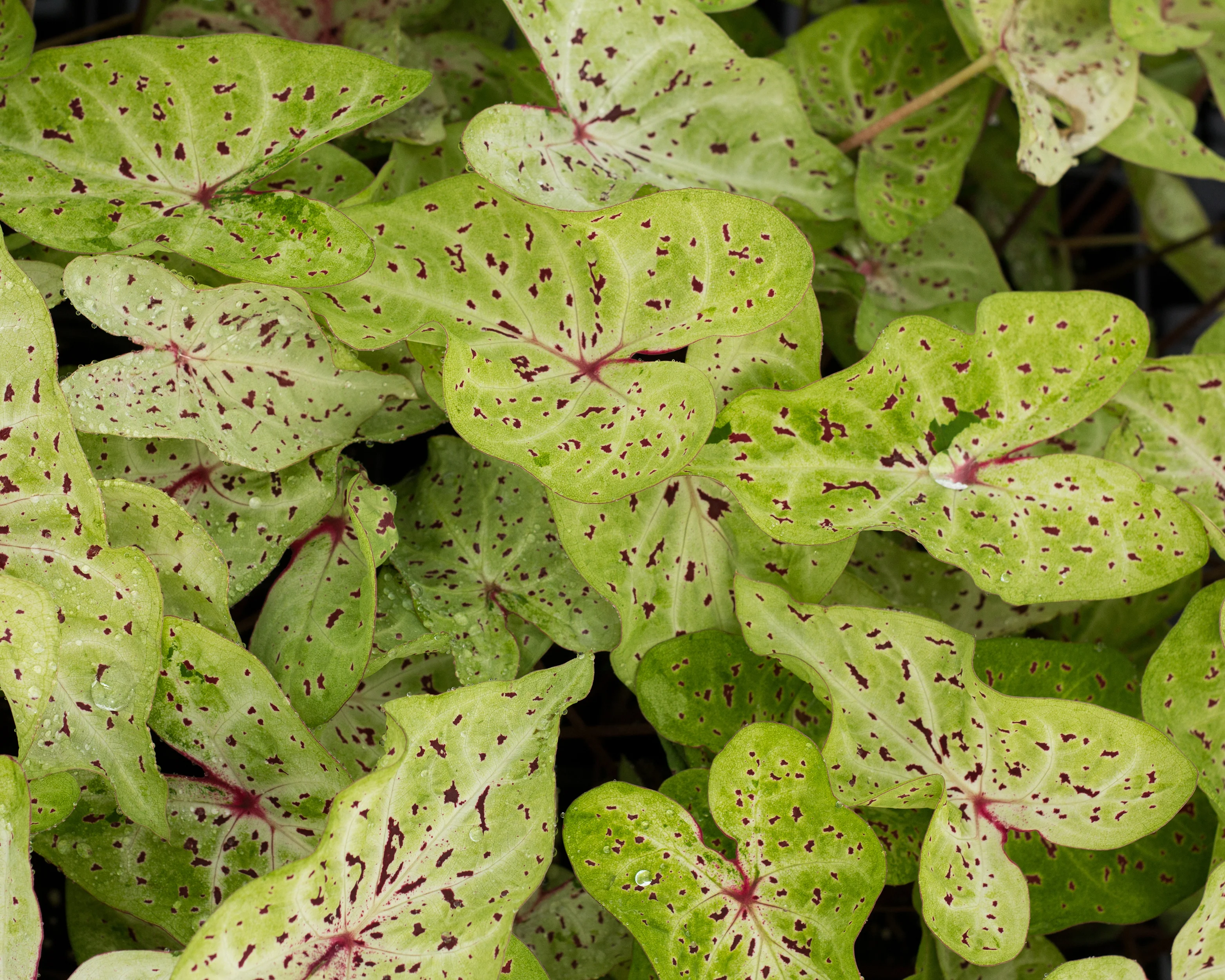 Caladium 'Miss Muffet' - Image 5