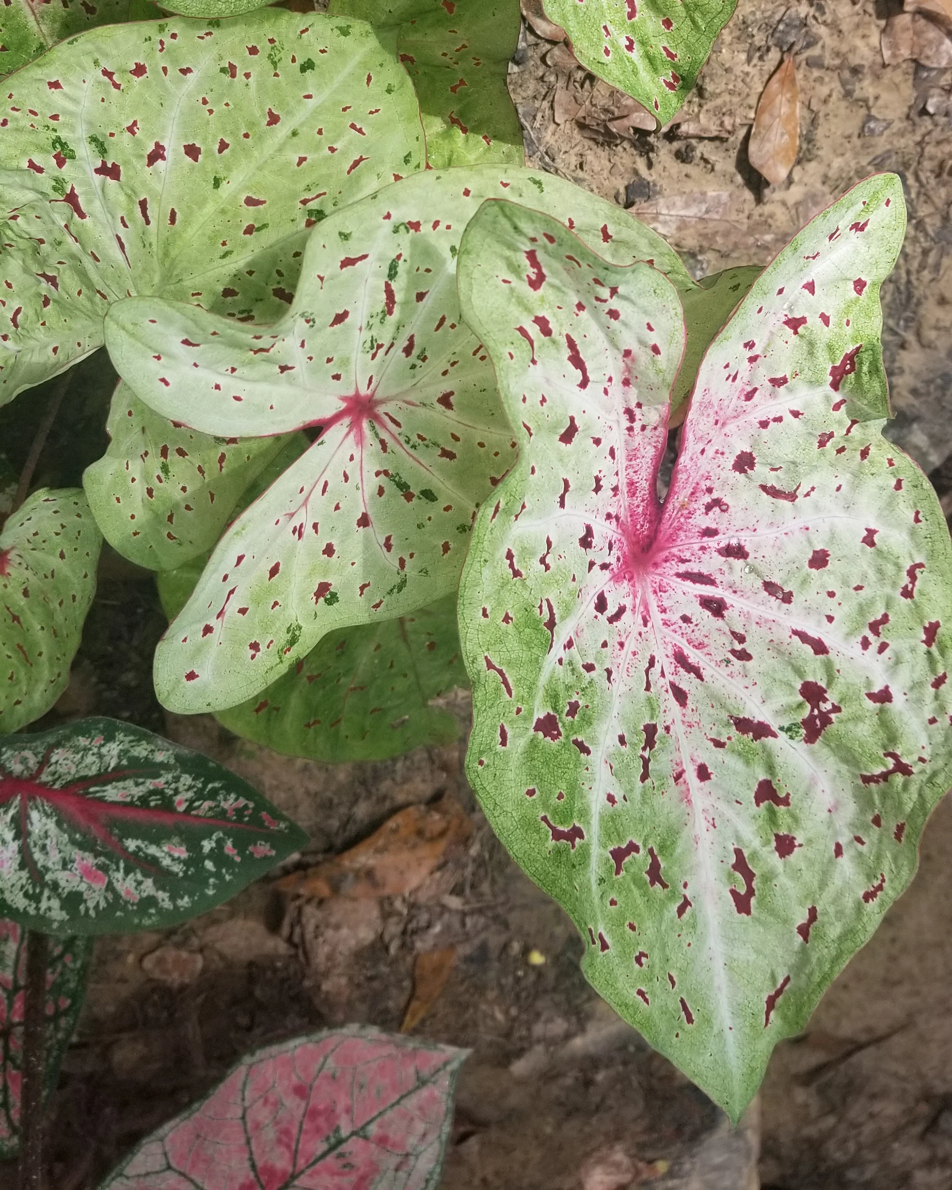 Caladium 'Miss Muffet' - Image 6