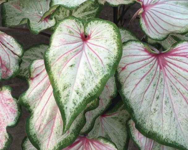 Caladium 'Pearl Blush' - Image 2