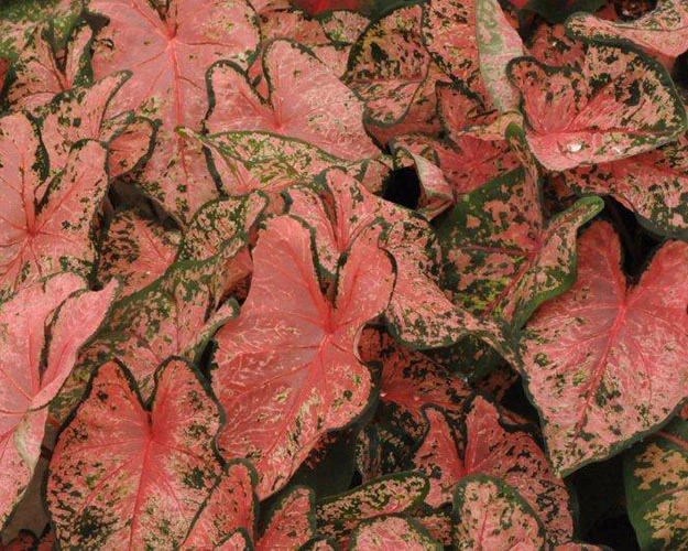 Caladium 'Pink Beauty' - Image 2