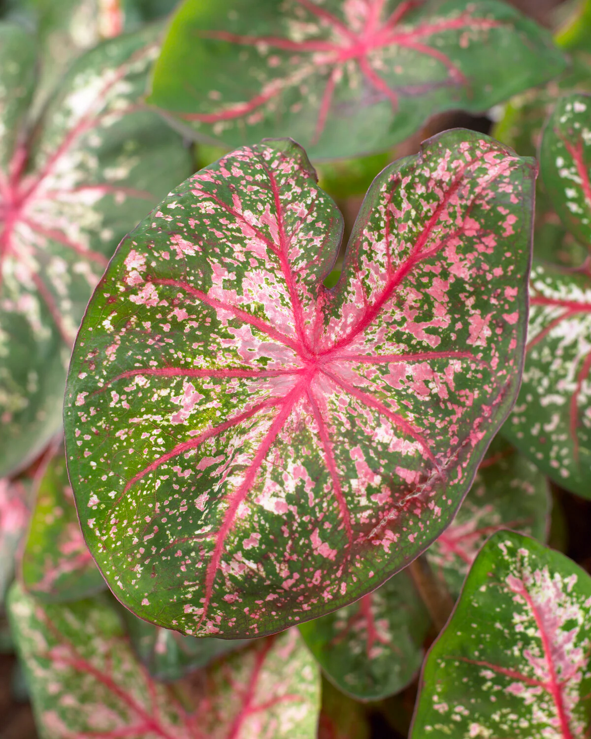 Caladium 'Pink Beauty' - Image 5