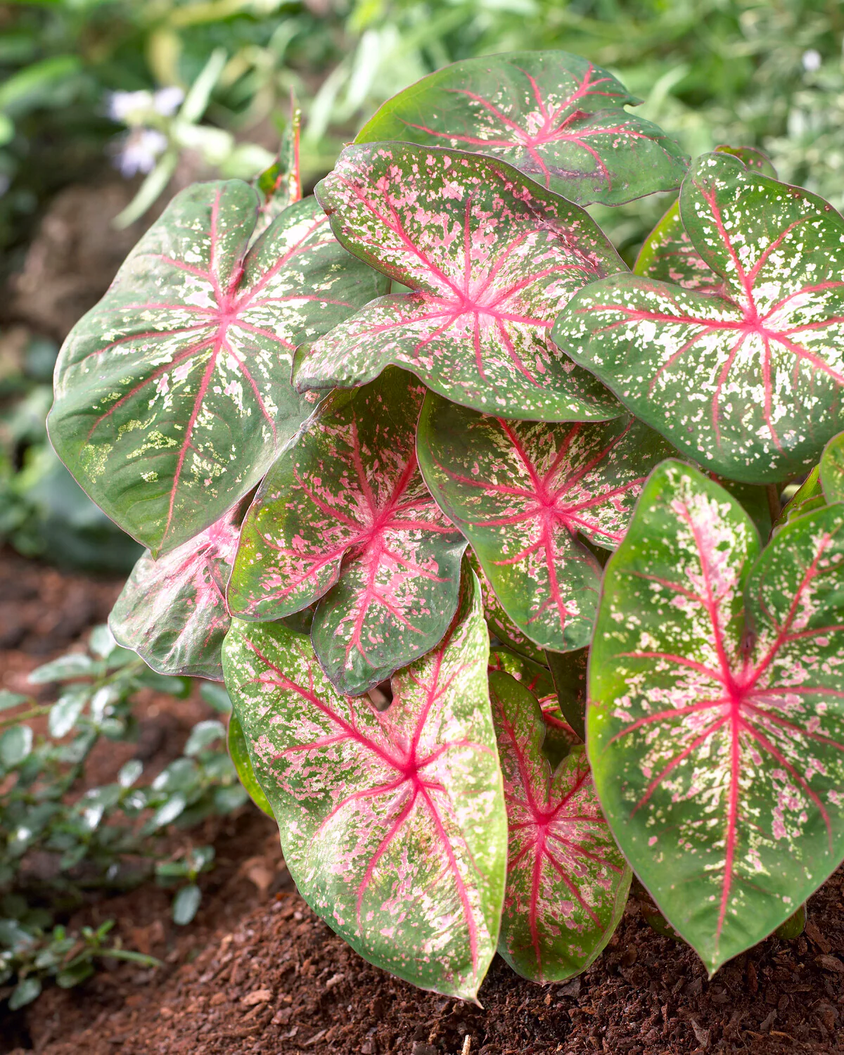 Caladium 'Pink Beauty' - Image 7