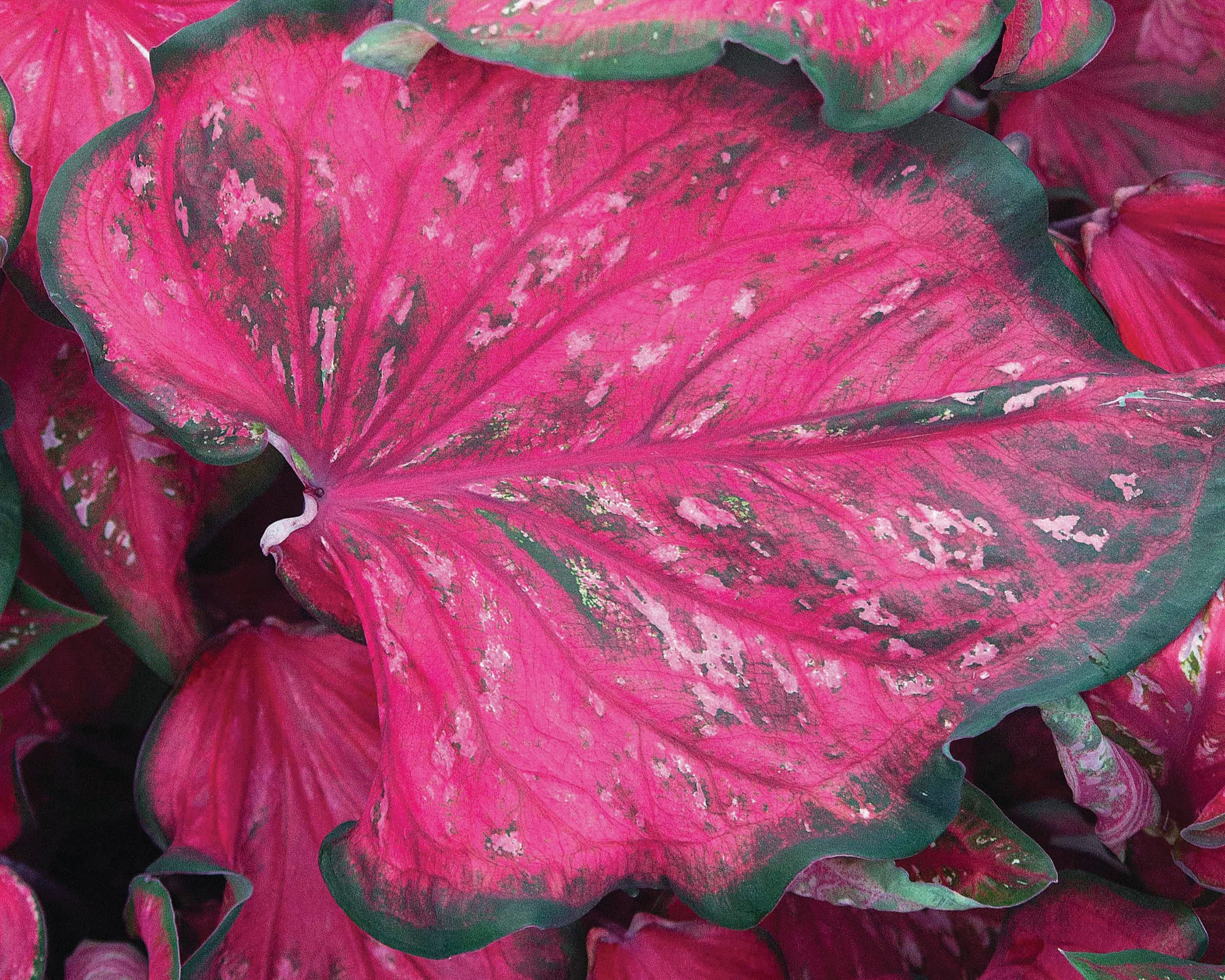 Caladium 'Pink Panther' - Image 2