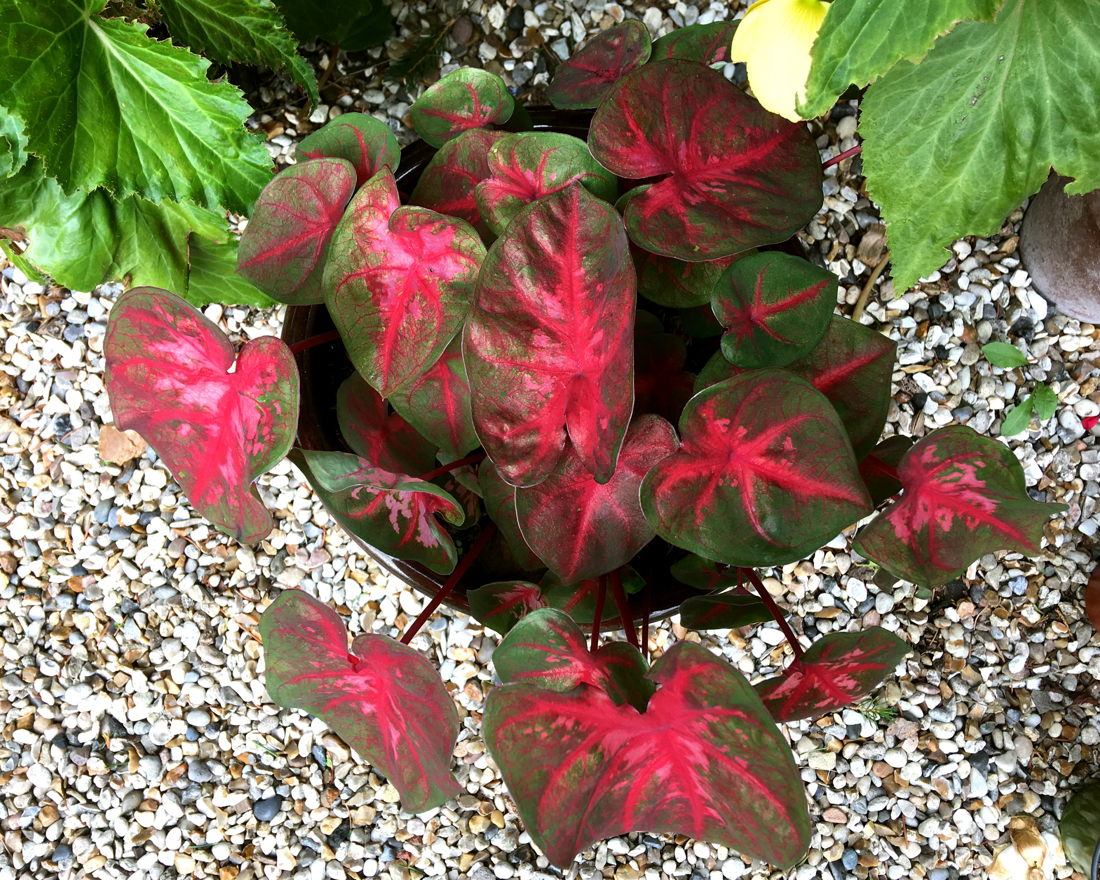 Caladium 'Red Flash' - Image 6