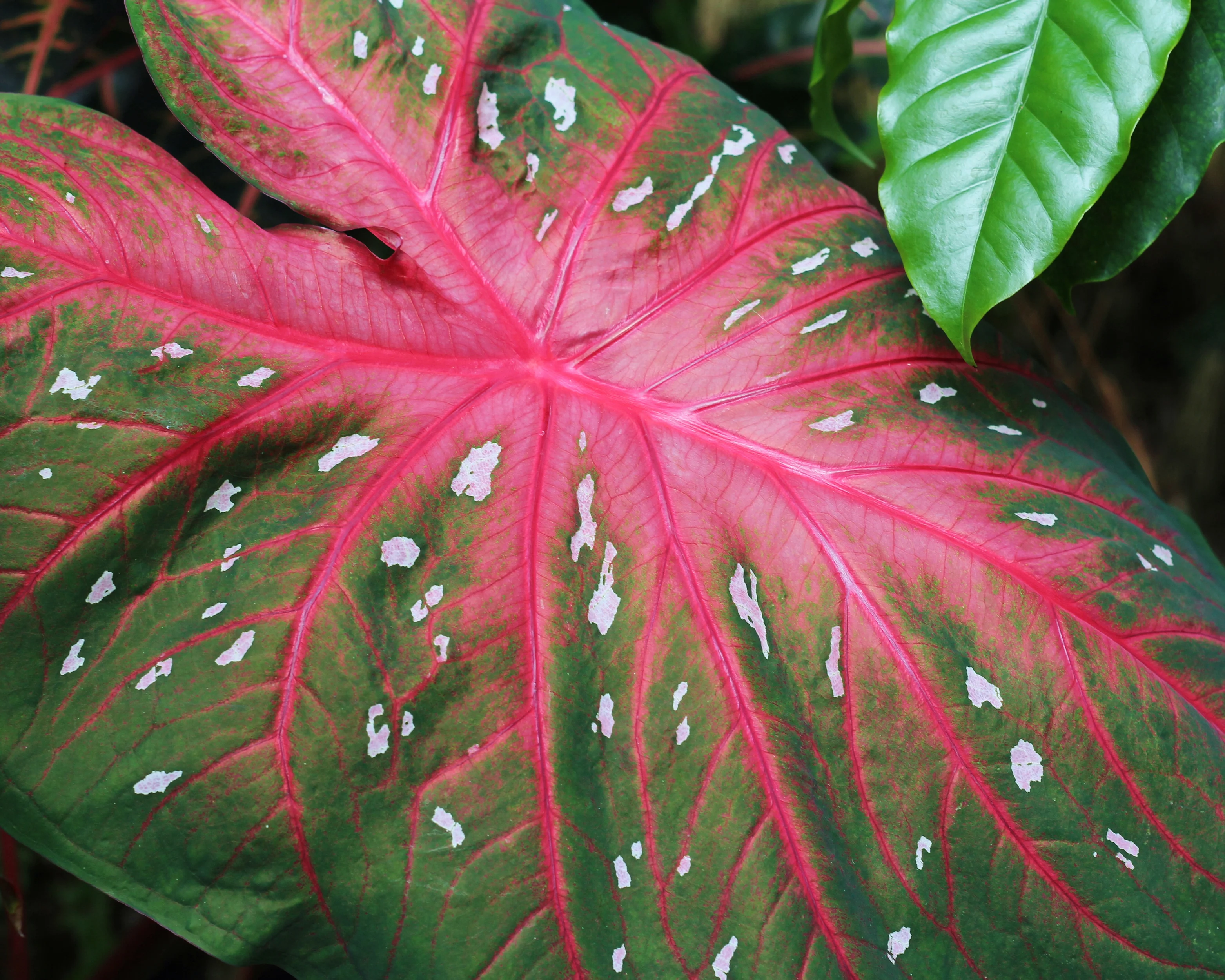 Caladium 'Rosebud' - Image 3