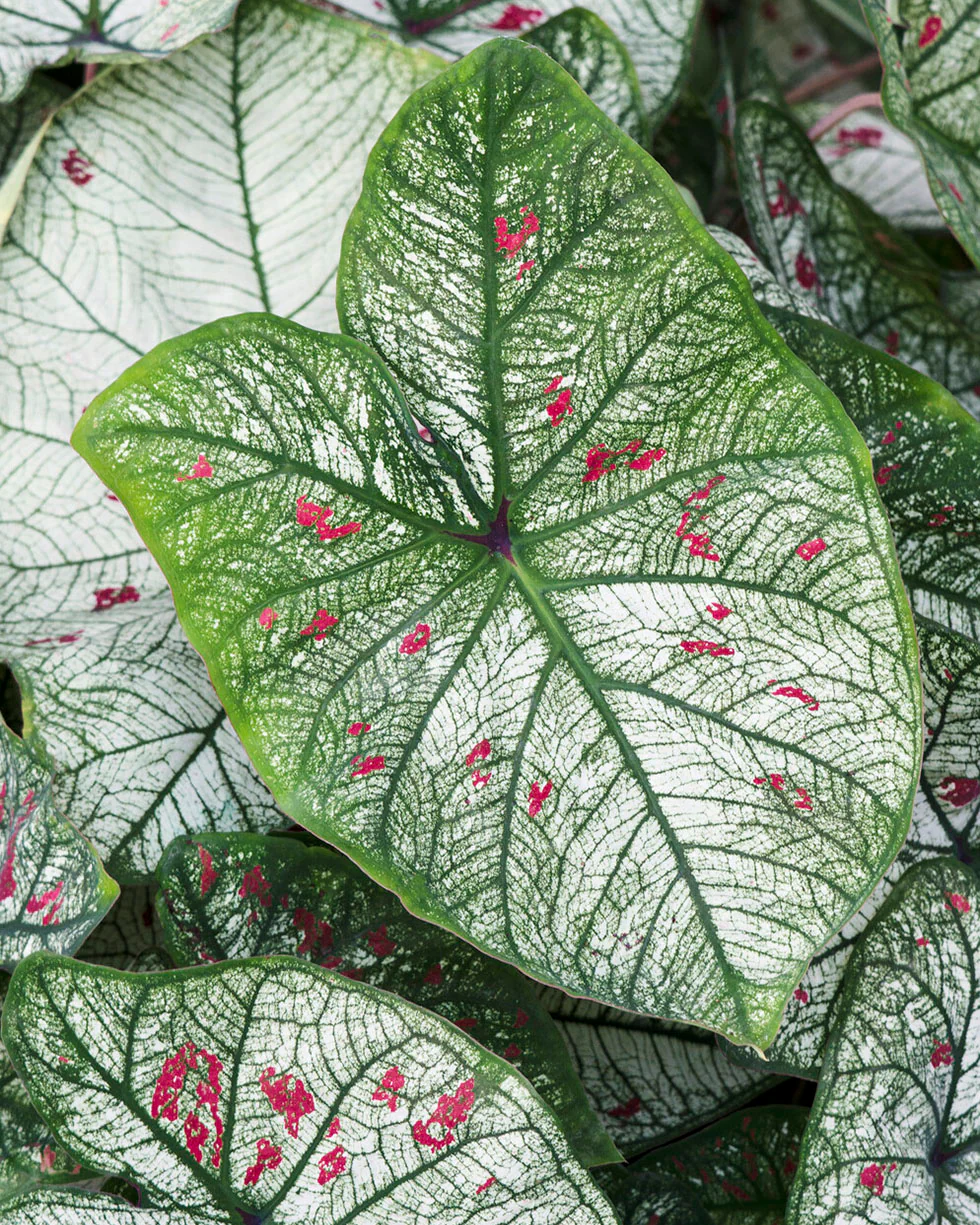Caladium 'Strawberry Star' - Image 2