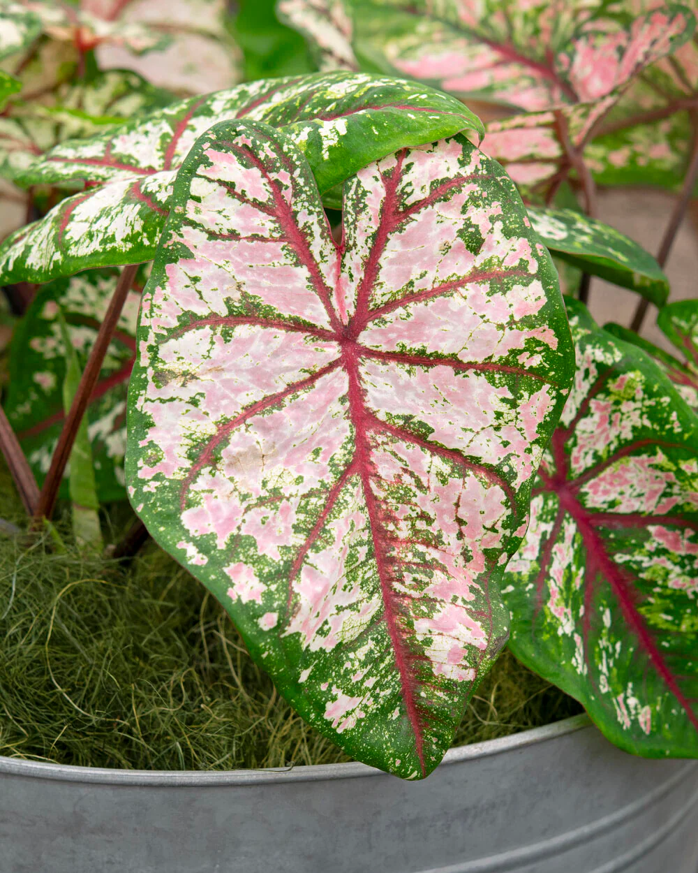 Caladium 'Tapestry' - Image 2