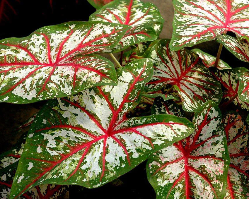 Caladium 'Tapestry' - Image 3