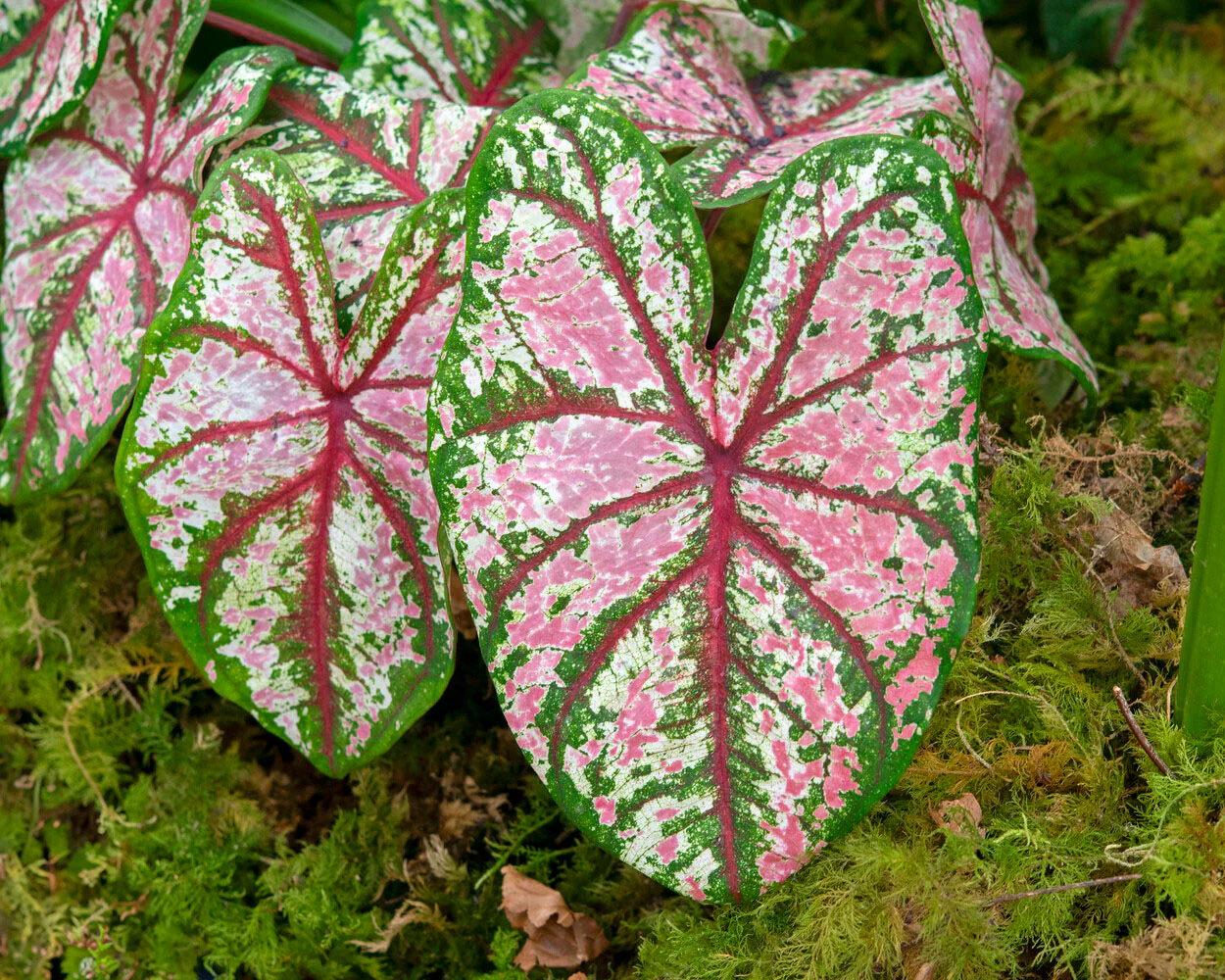 Caladium 'Tapestry' - Image 4