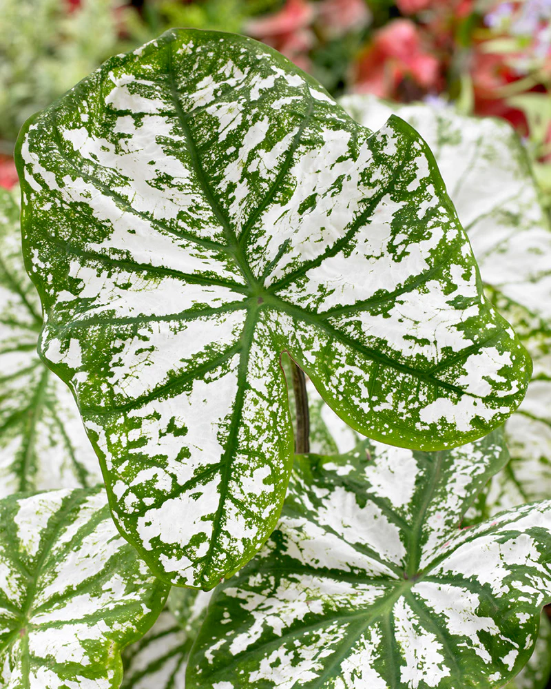 Caladium 'White Christmas' - Image 2