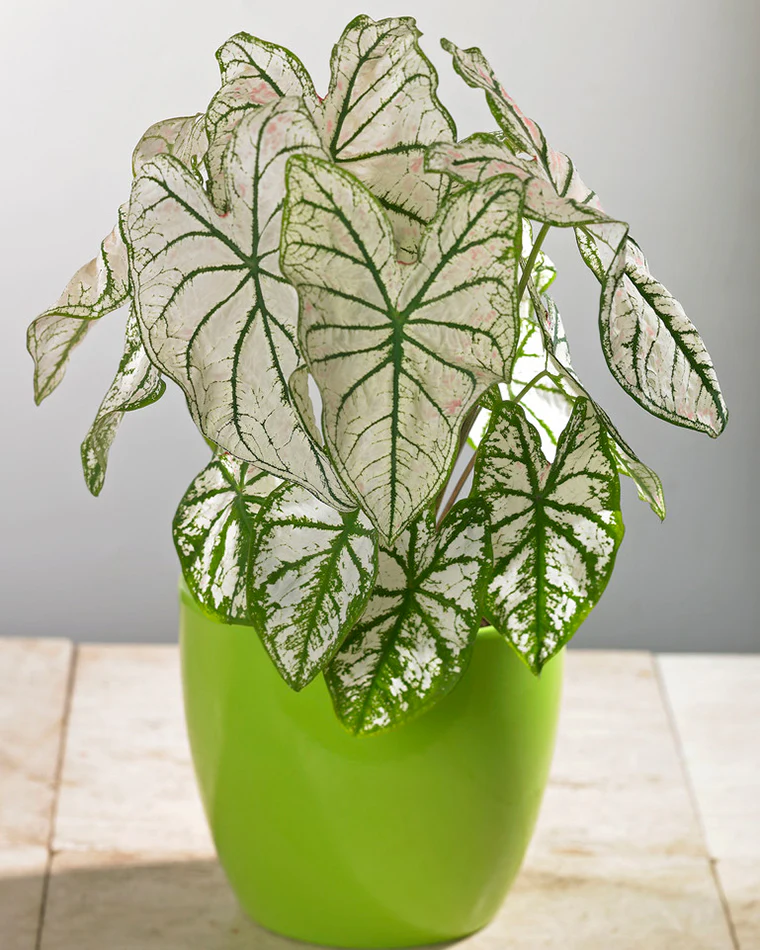 Caladium 'White Christmas' - Image 4