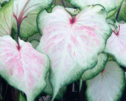Caladium 'White Lightning' - Image 2