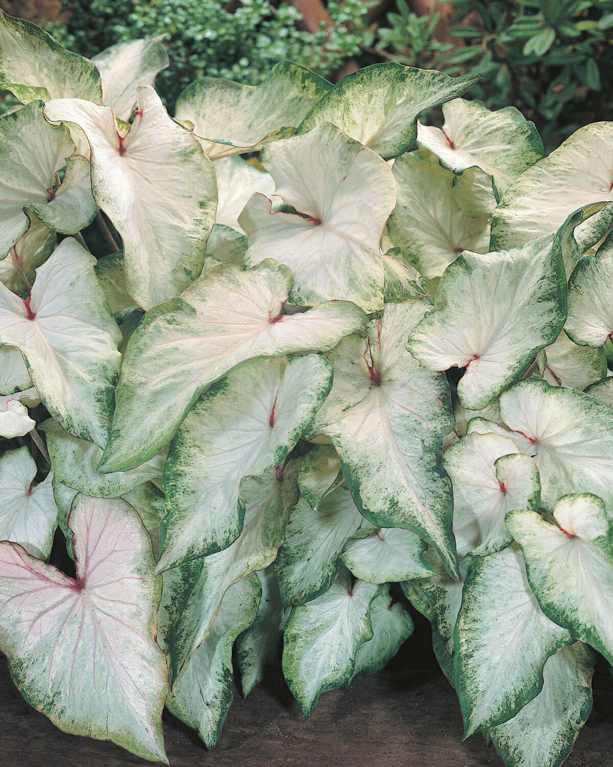 Caladium 'White Wing'