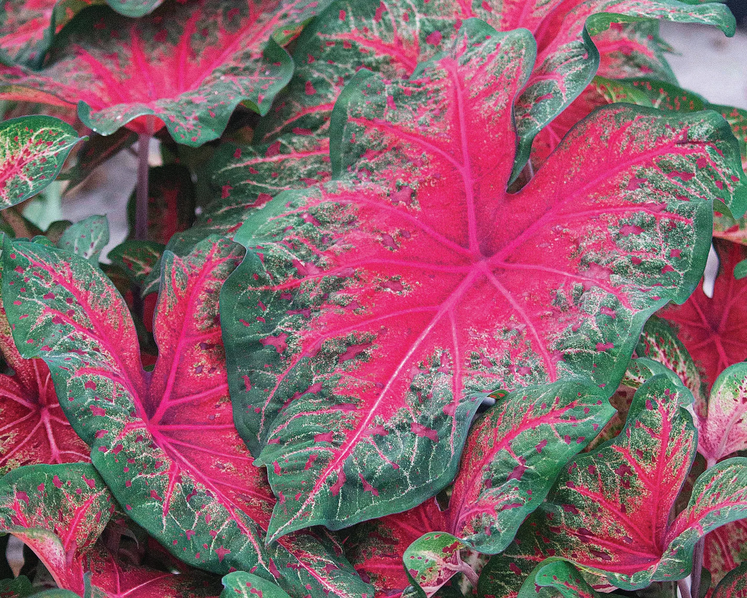 Caladium 'Wildfire' - Image 2